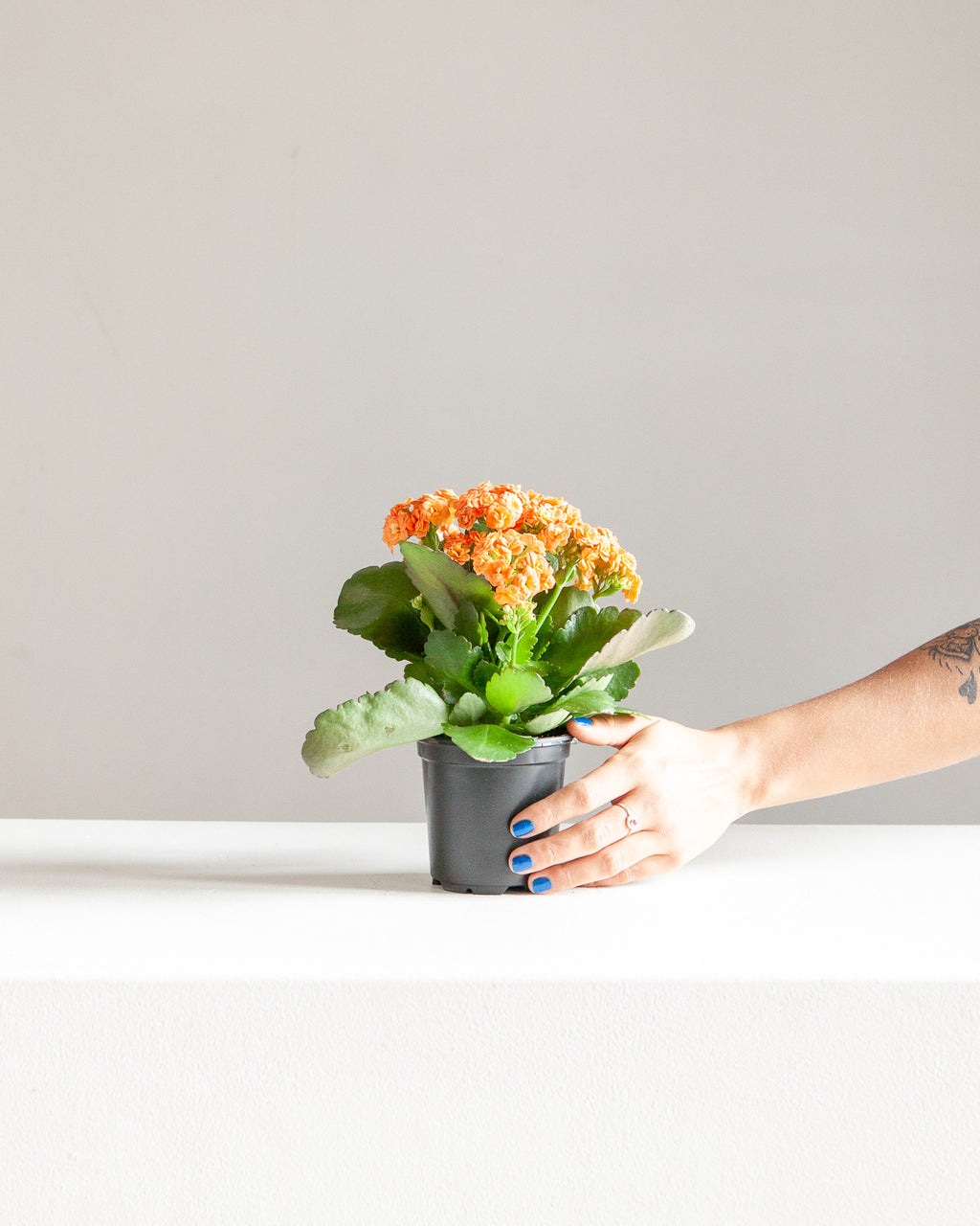 ORANGE FLOWERING KALANCHOE 4" Grower Pot