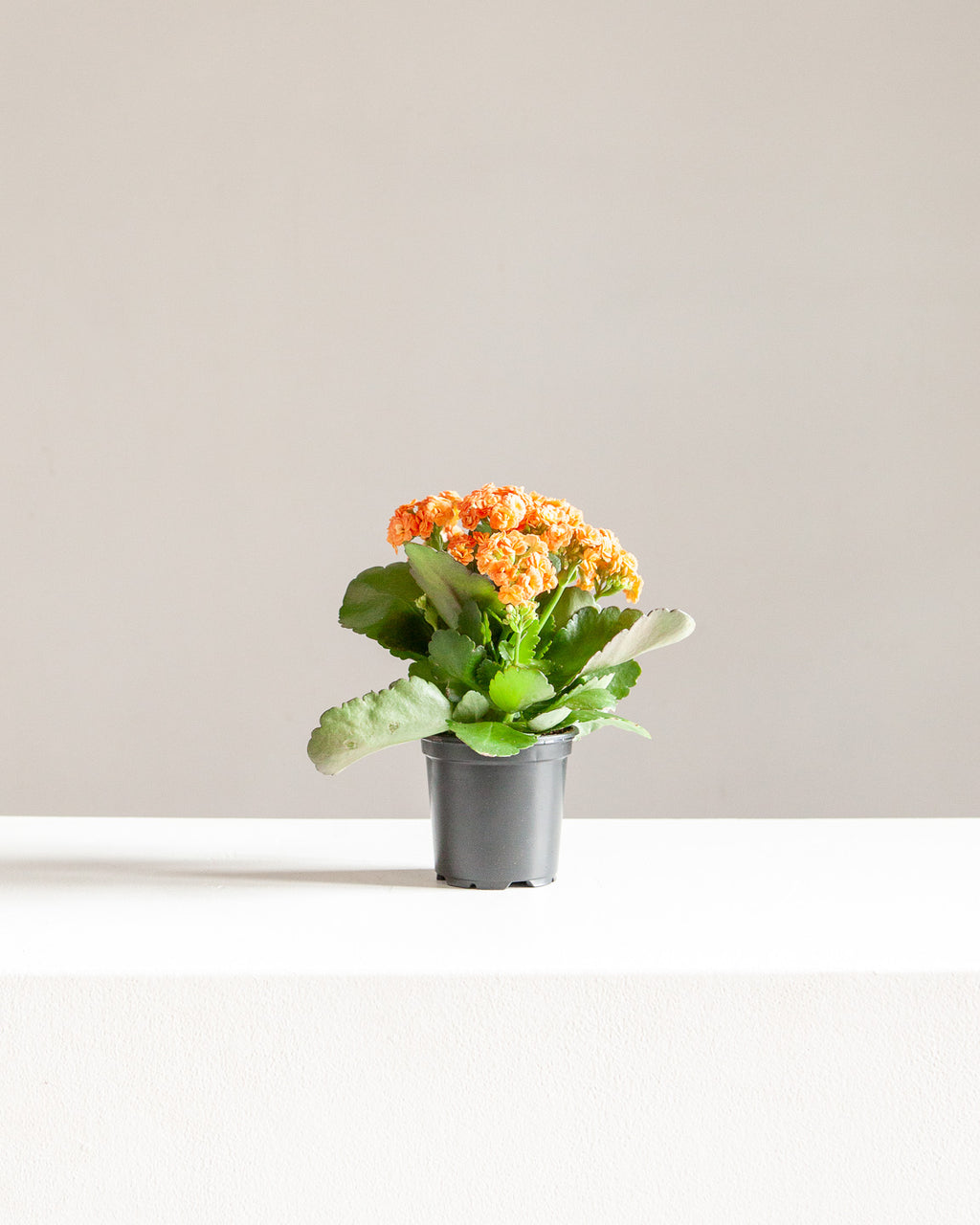 ORANGE FLOWERING KALANCHOE 4" Grower Pot