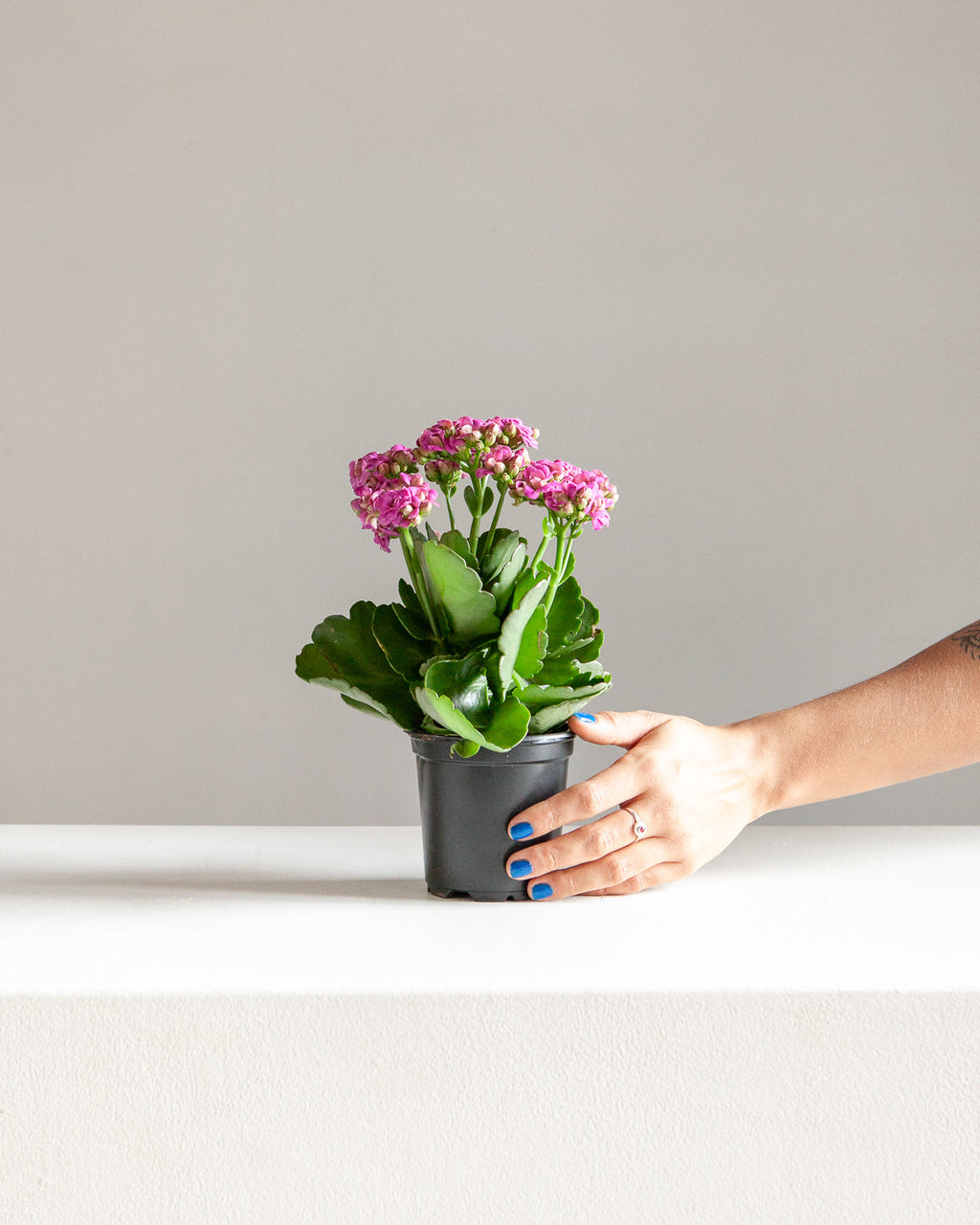 PINK FLOWERING KALANCHOE 4" Grower Pot