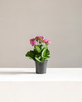 PINK FLOWERING KALANCHOE 4" Grower Pot