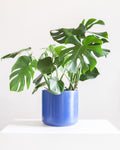 KENDALL BLUE PLANTER Medium 10.75 Inch