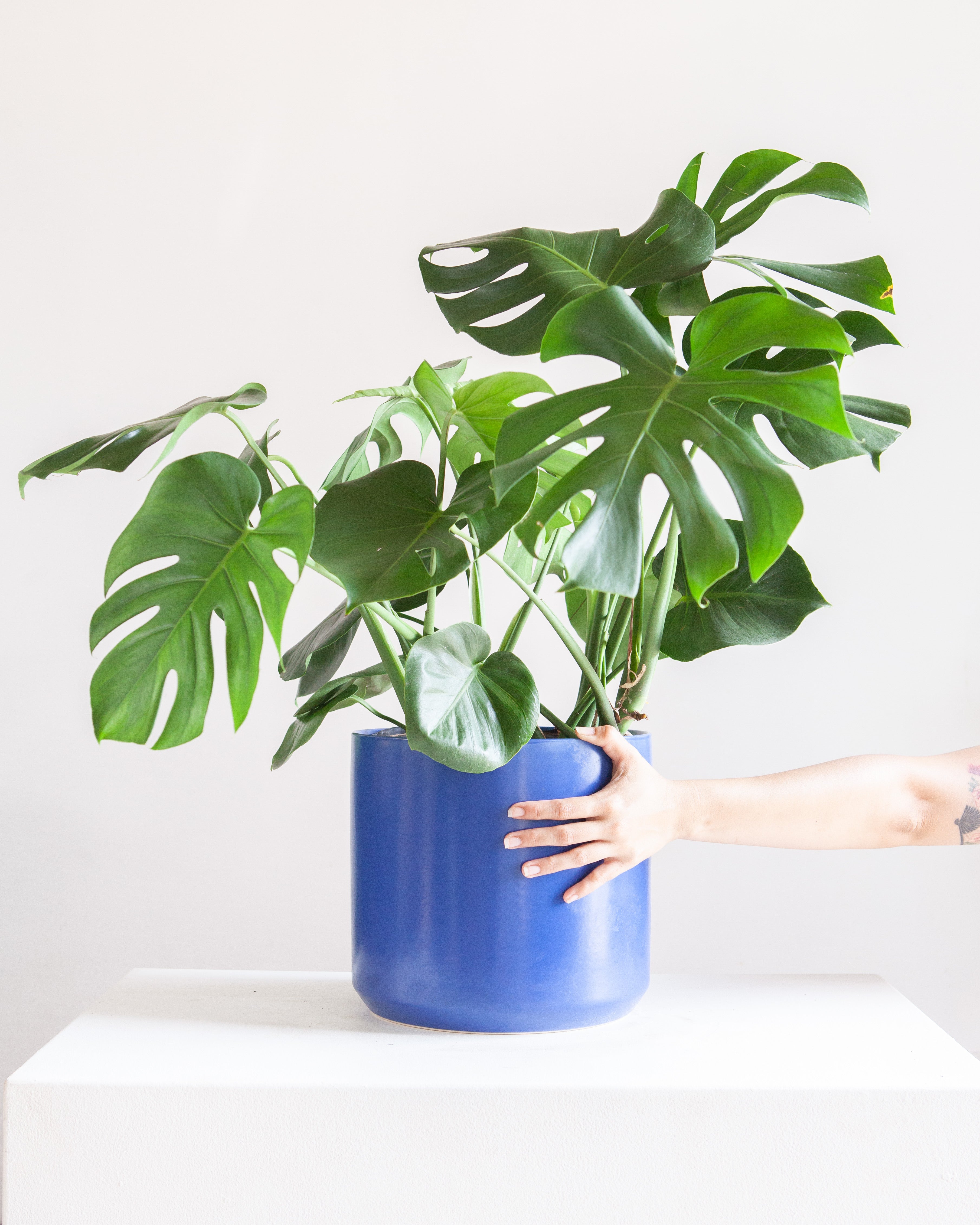 KENDALL BLUE PLANTER Medium 10.75 Inch