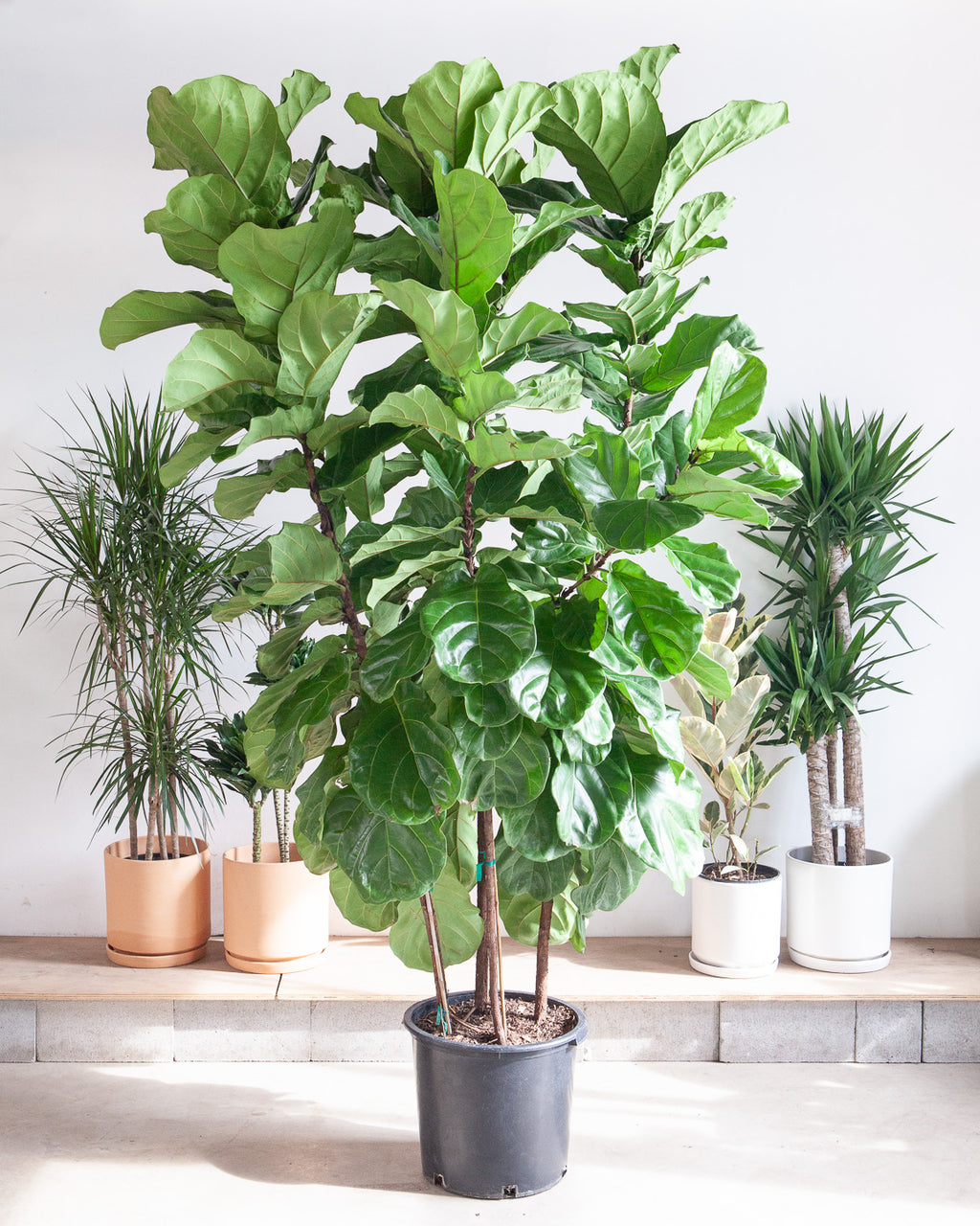 FIDDLE-LEAF FIG (FICUS LYRATA BUSH) 17 Inch.