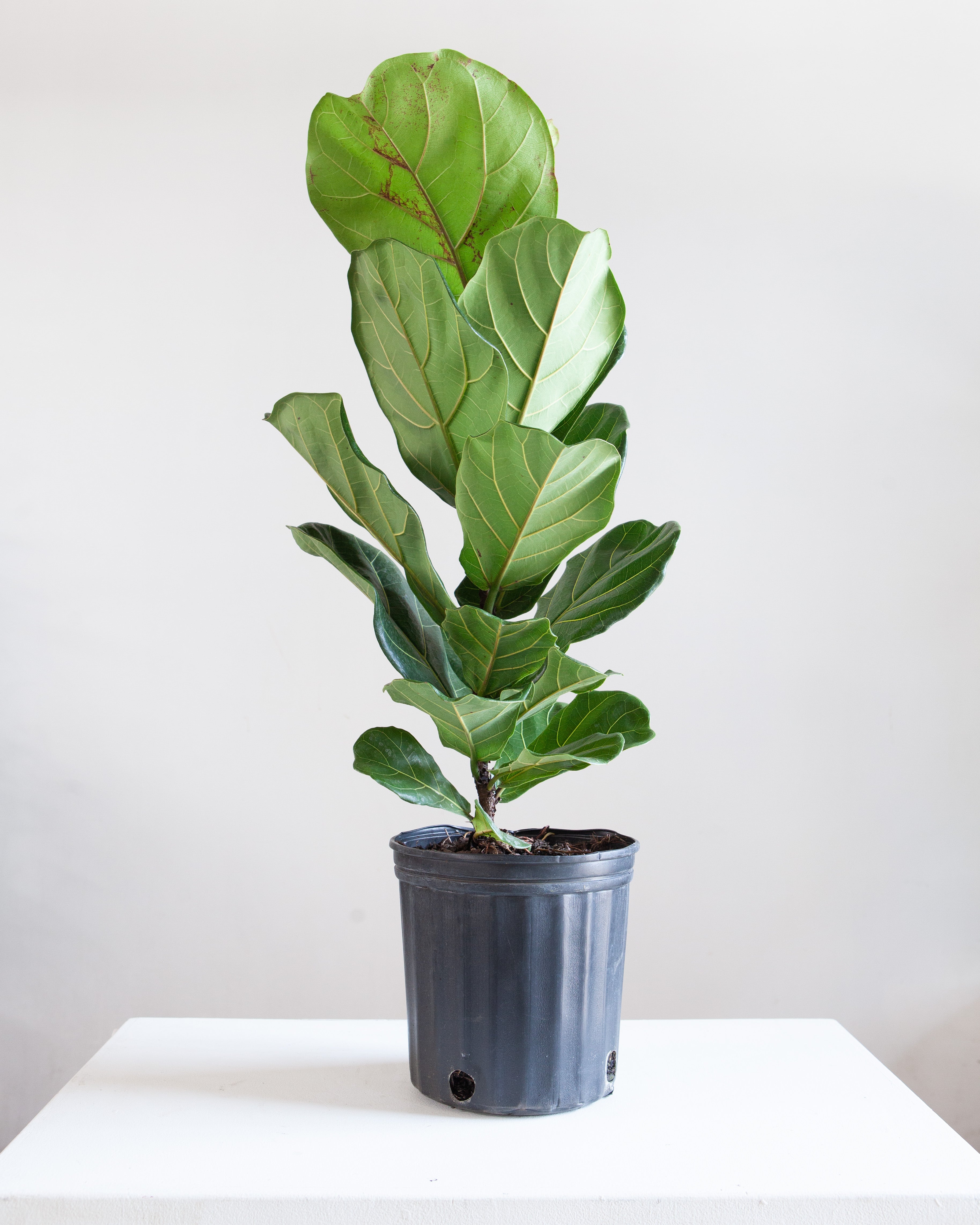 Fiddle Leaf Fig Column: Ficus lyrata - 10 inch pot - 2-5 foot tall