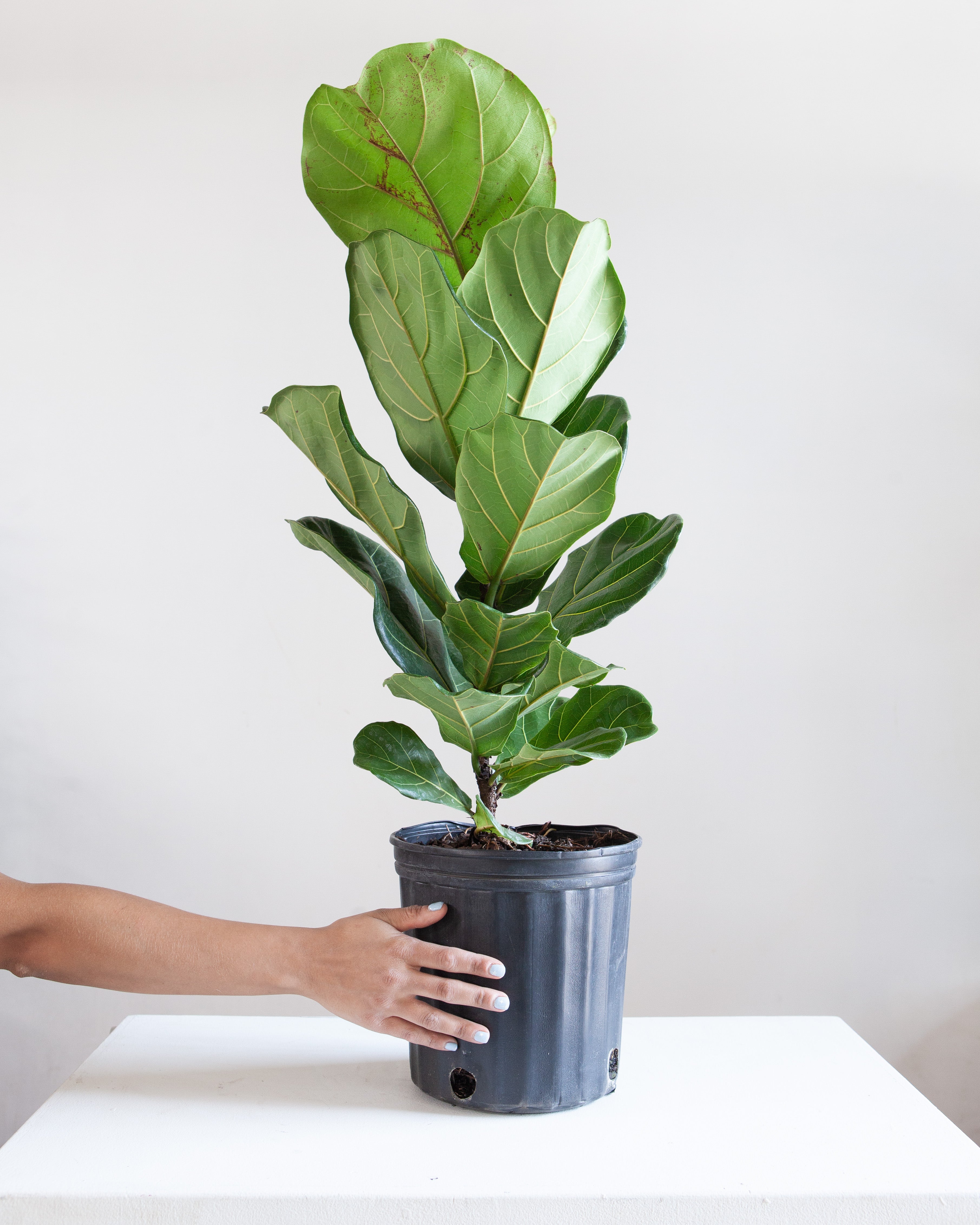 Fiddle Leaf Fig Column: Ficus lyrata - 10 inch pot - 2-5 foot tall