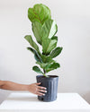 FIDDLE-LEAF FIG (FICUS LYRATA COLUMN) 10" Grower Pot (3-3.5' tall)