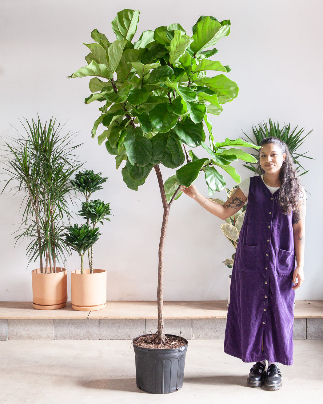 FIDDLE-LEAF FIG (FICUS LYRATA STANDARD) 14 Inch. Grower Pot