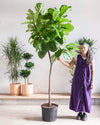 FIDDLE-LEAF FIG (FICUS LYRATA STANDARD) 17 Inch. Grower Pot ~(7-8 Feet Tall)