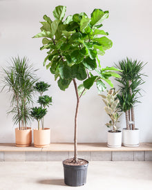  FIDDLE-LEAF FIG (FICUS LYRATA STANDARD) 17 Inch. Grower Pot ~(7-8 Feet Tall)