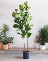 FIDDLE-LEAF FIG (FICUS LYRATA COLUMN MULTI) 14 Inch. (6-7' tall)