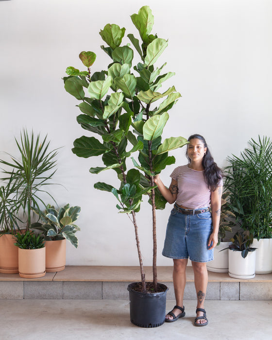 FIDDLE-LEAF FIG (FICUS LYRATA COLUMN MULTI) 14 Inch. (6-7' tall)