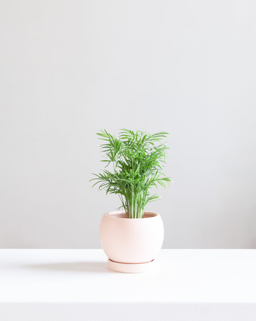 6 Inch MOMMA POTS BOLLÉ - BLUSH