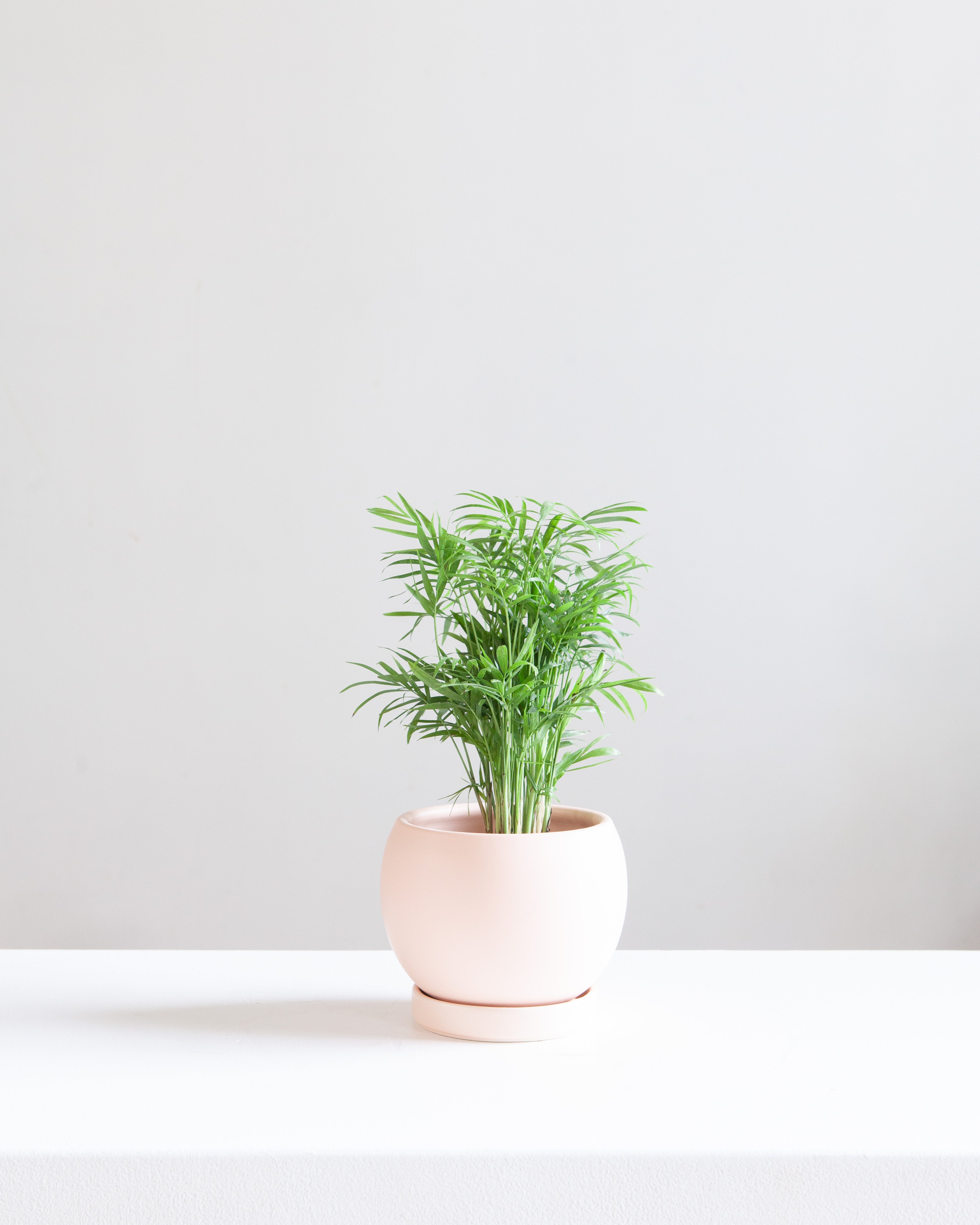 6 Inch MOMMA POTS BOLLÉ - BLUSH