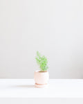 Small 4 Inch MOMMA POTS BOLLÉ - BLUSH