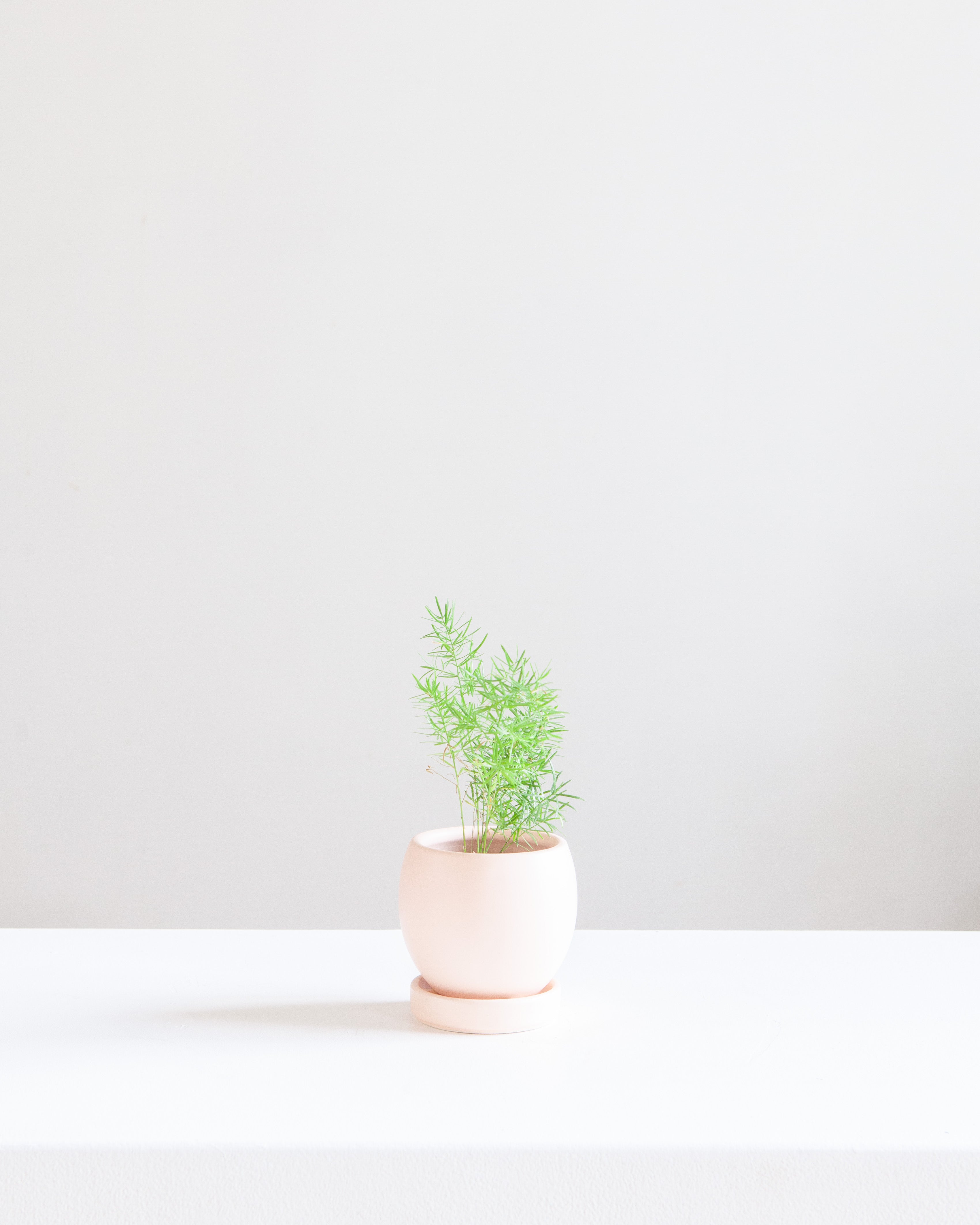 Small 4 Inch MOMMA POTS BOLLÉ - BLUSH
