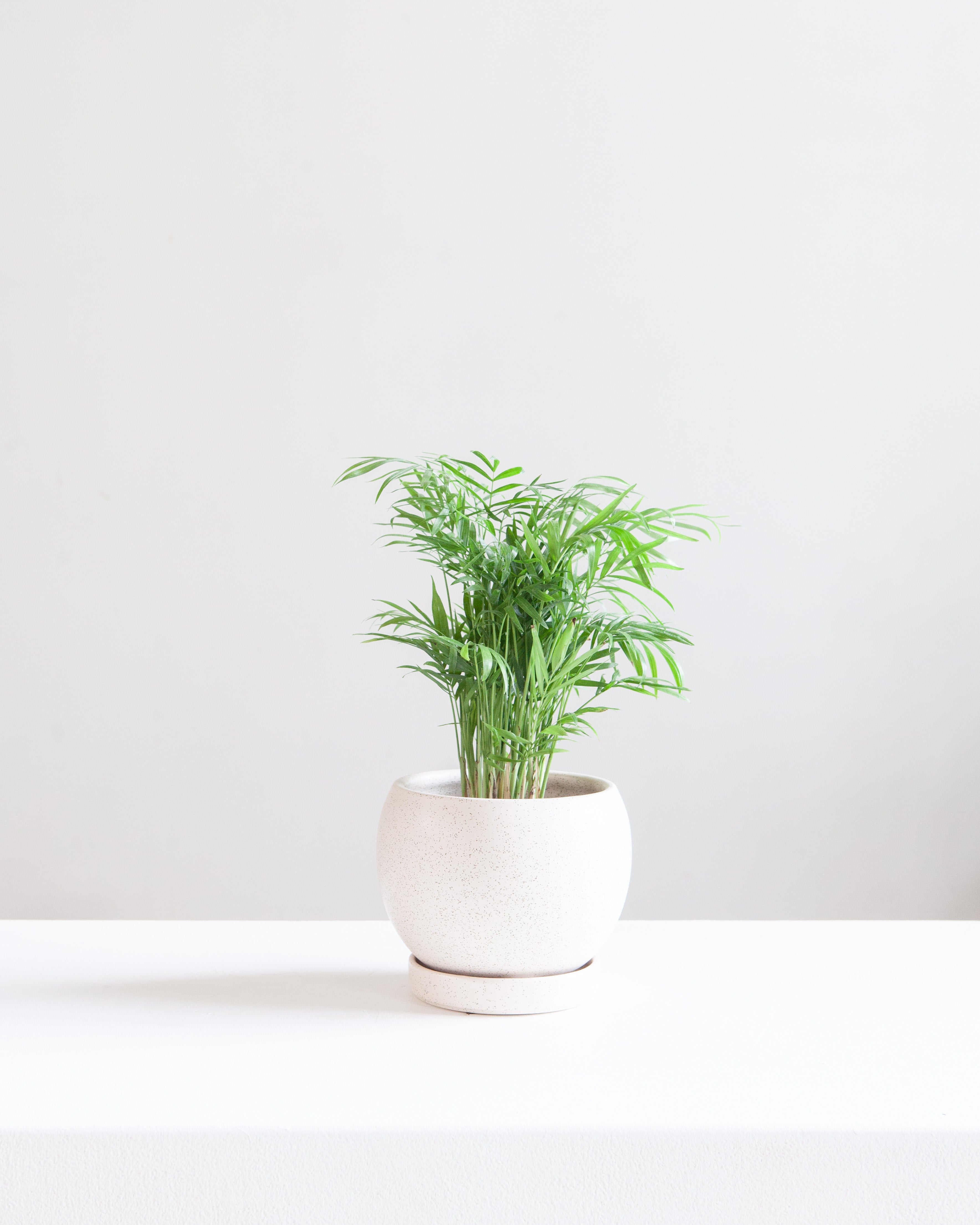 6 Inch MOMMA POTS BOLLÉ - WHITE SESAME