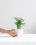 6 Inch MOMMA POTS BOLLÉ - WHITE SESAME