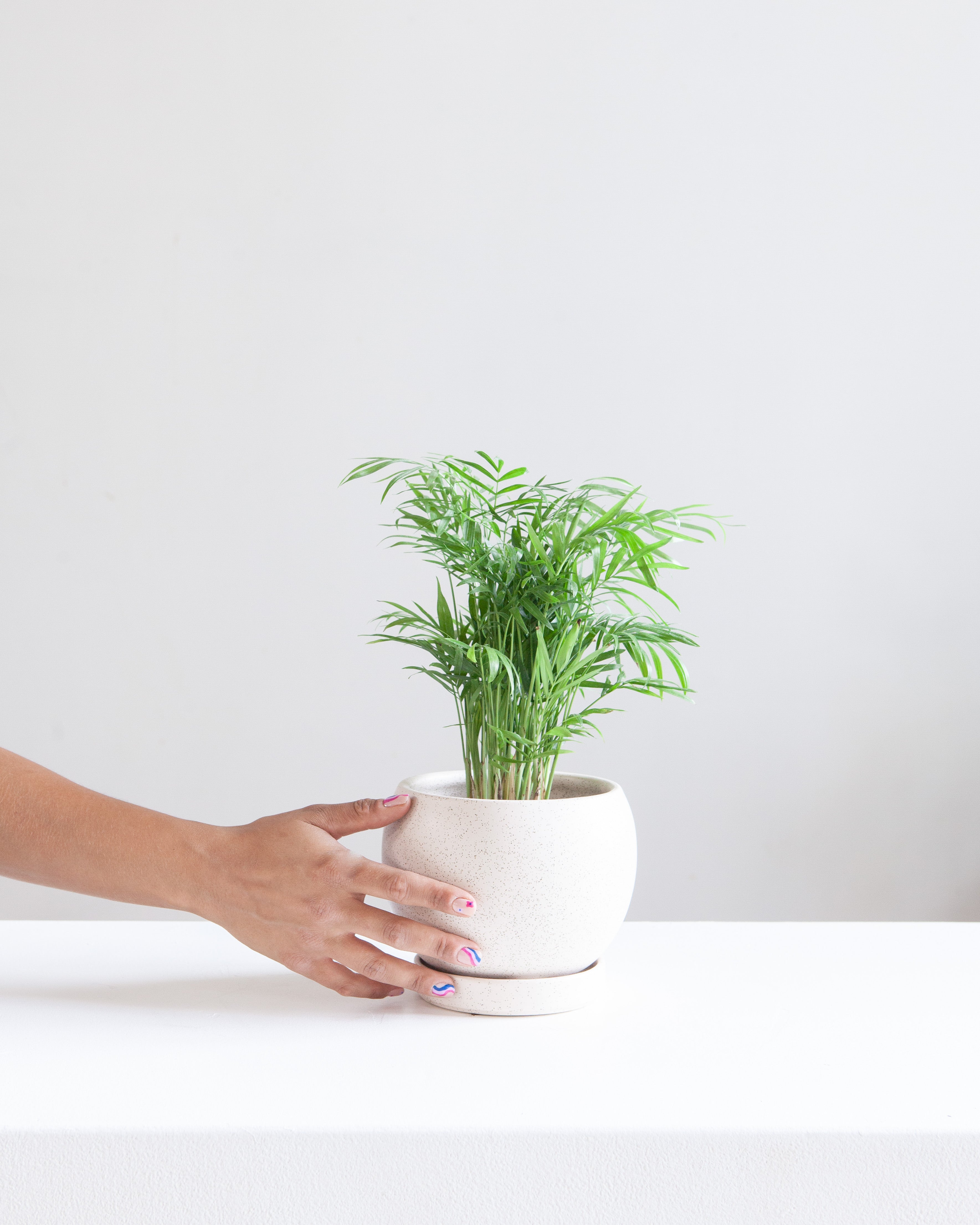 6 Inch MOMMA POTS BOLLÉ - WHITE SESAME