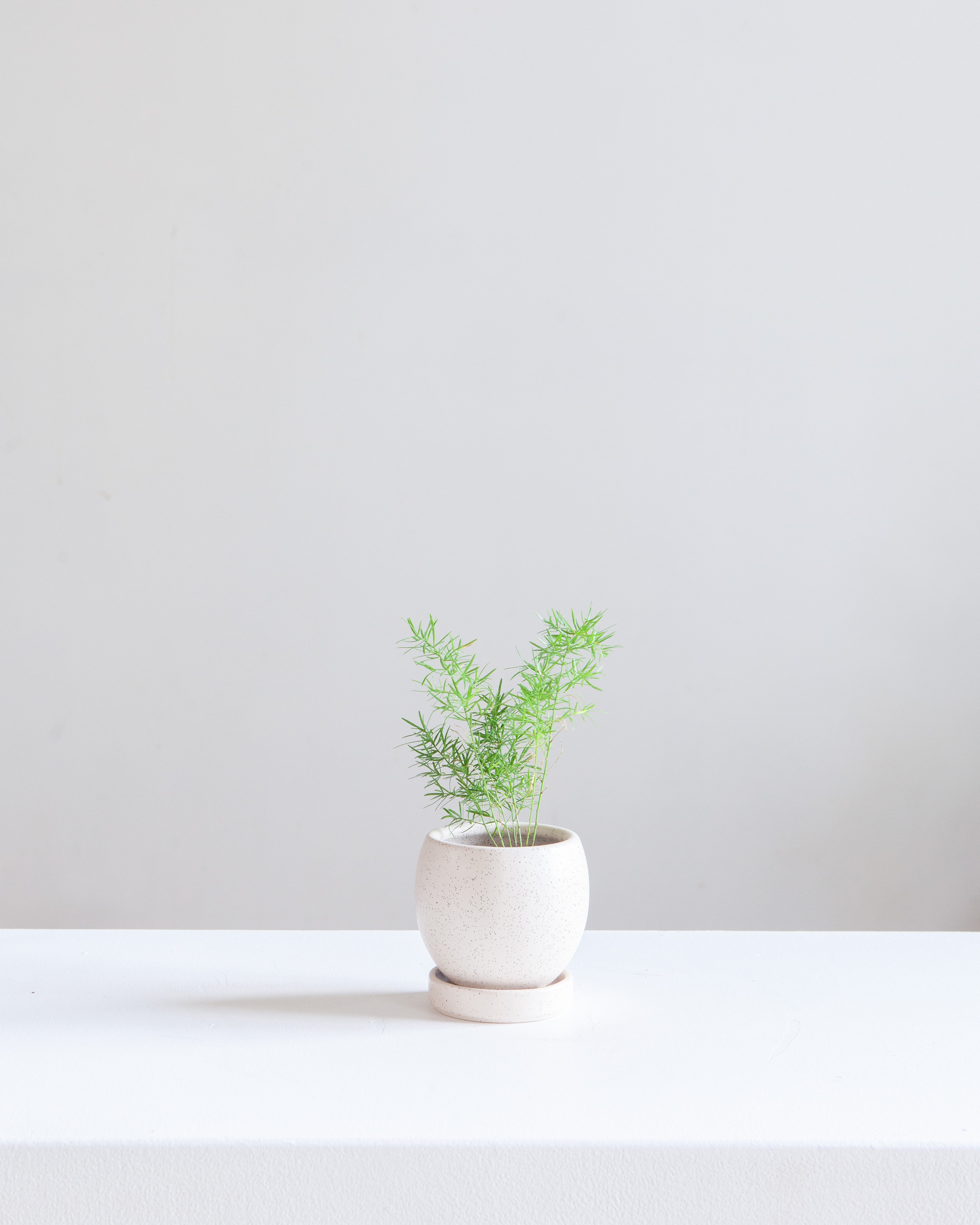 Small 4 Inch MOMMA POTS BOLLÉ - WHITE SESAME