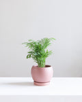 6 Inch MOMMA POTS BOLLÉ - DUSTY ROSE