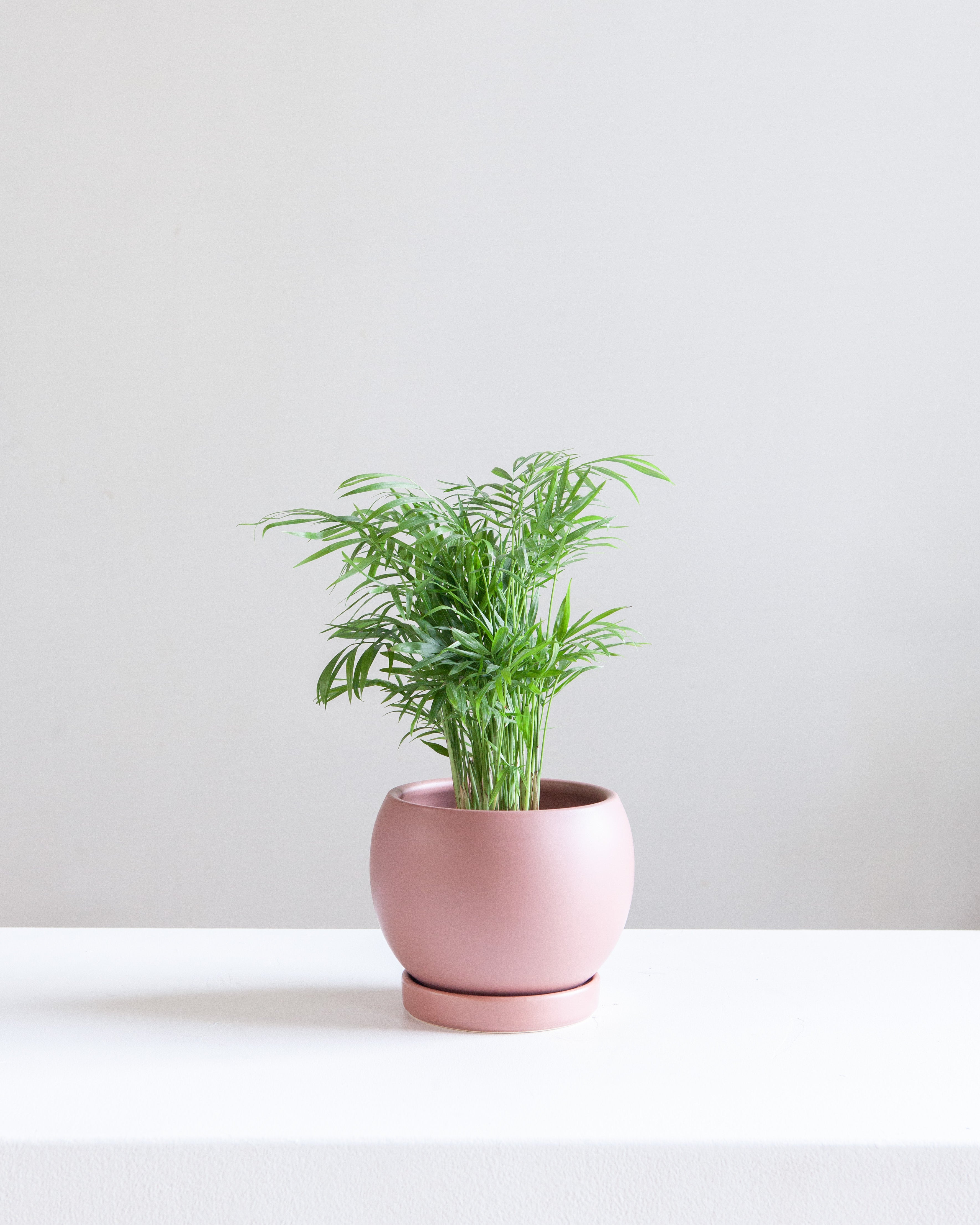 6 Inch MOMMA POTS BOLLÉ - DUSTY ROSE