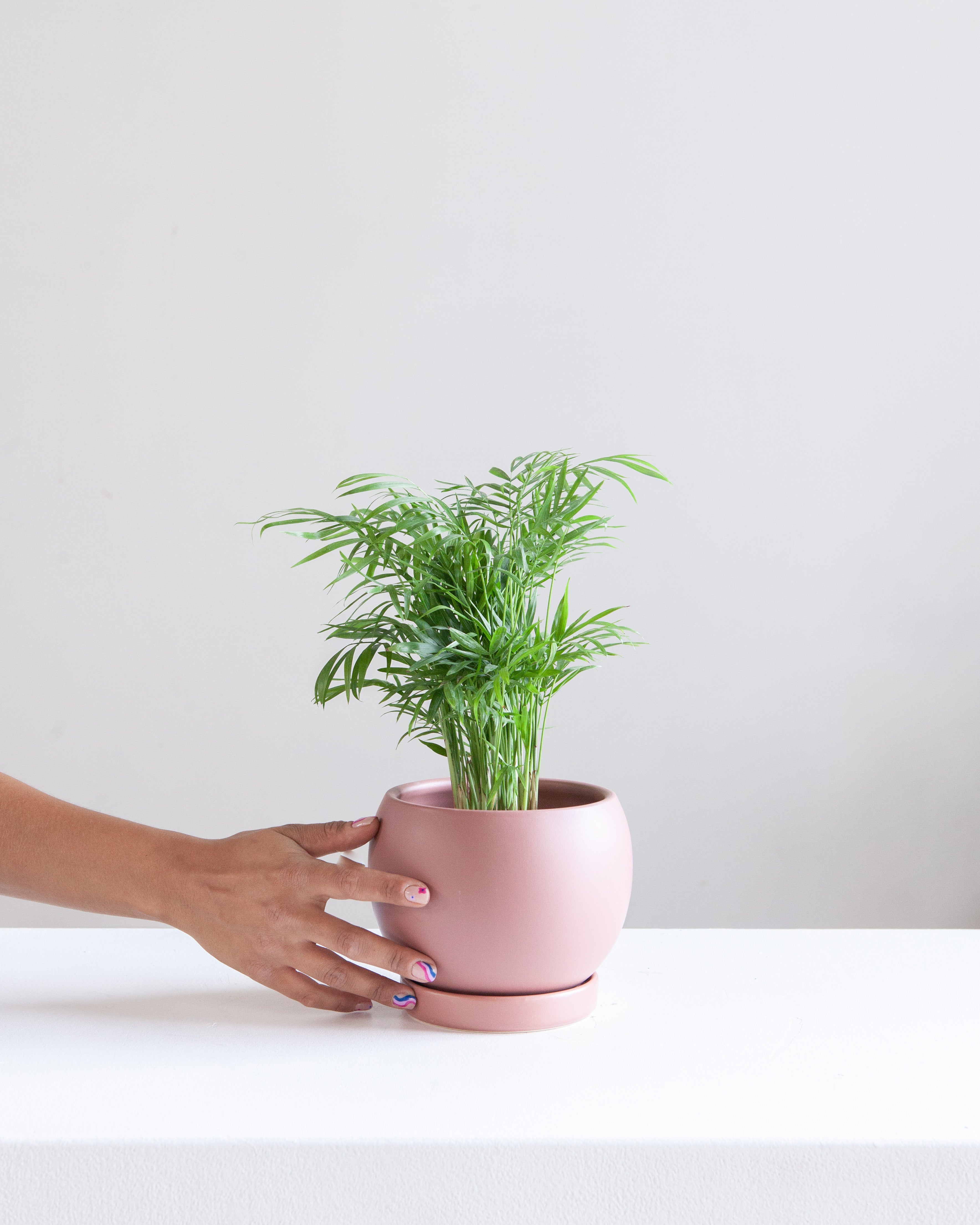 6 Inch MOMMA POTS BOLLÉ - DUSTY ROSE
