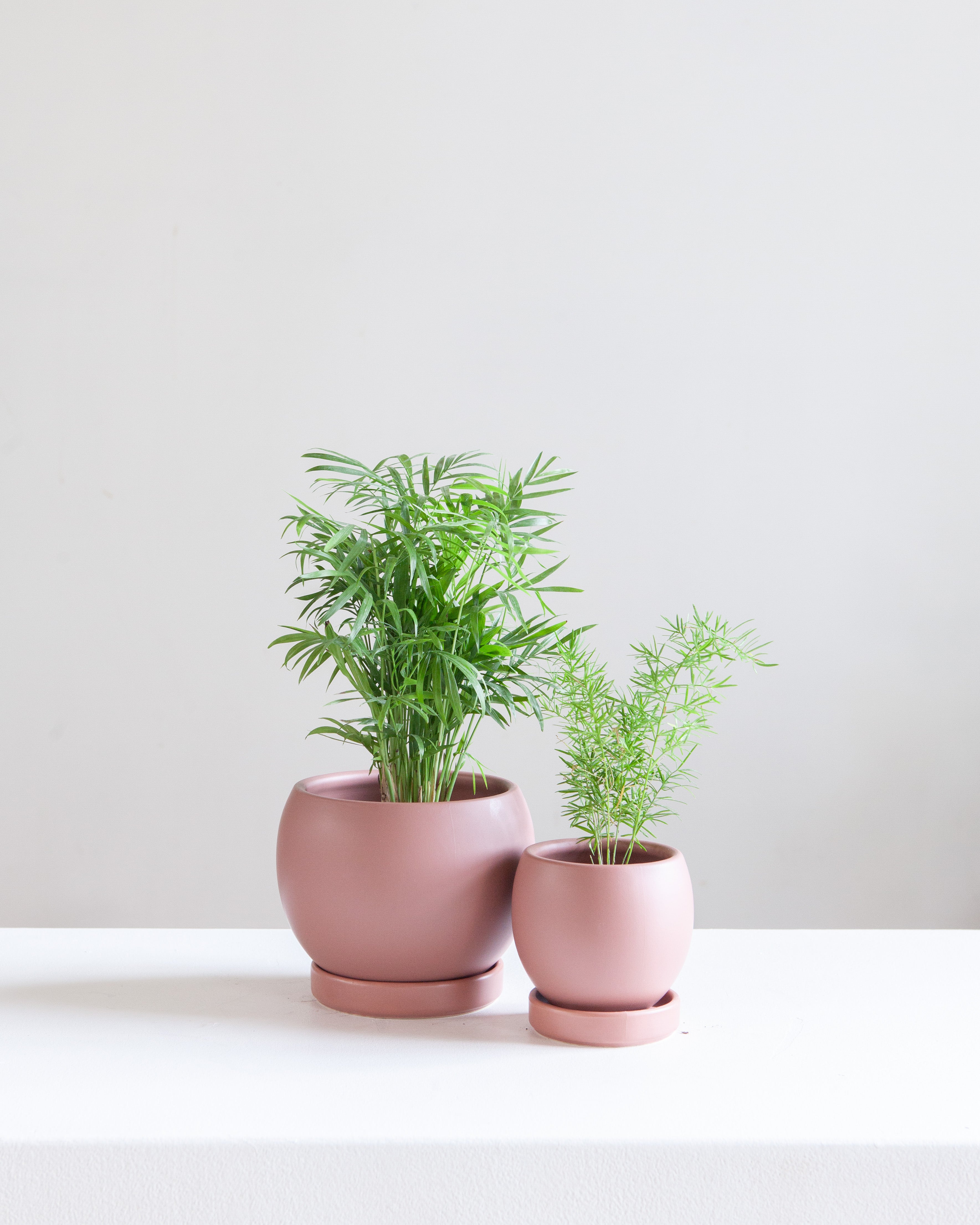 dusky pink plant pot Small 4 Inch MOMMA POTS BOLLÉ