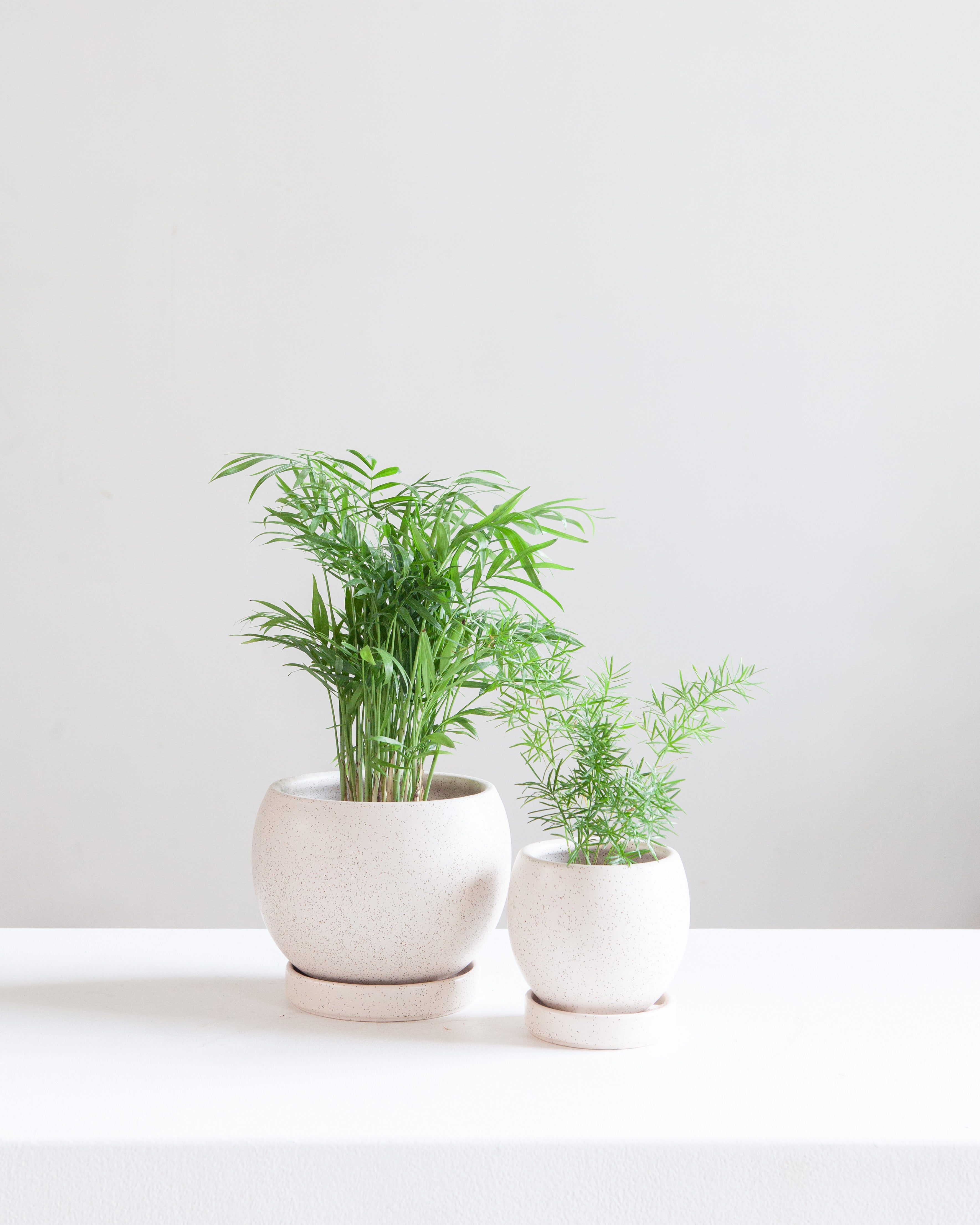 6 Inch MOMMA POTS BOLLÉ - WHITE SESAME