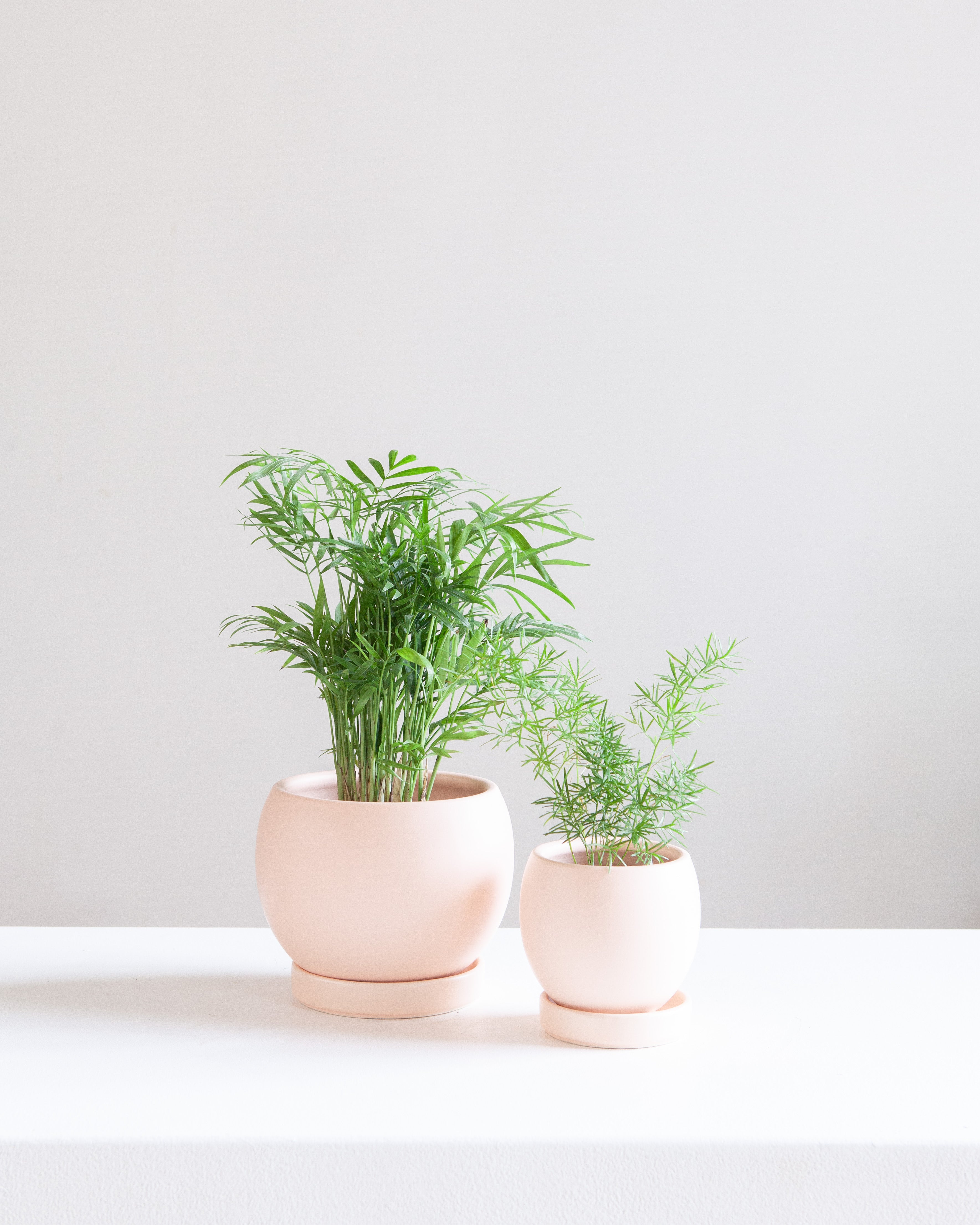 6 Inch MOMMA POTS BOLLÉ - BLUSH
