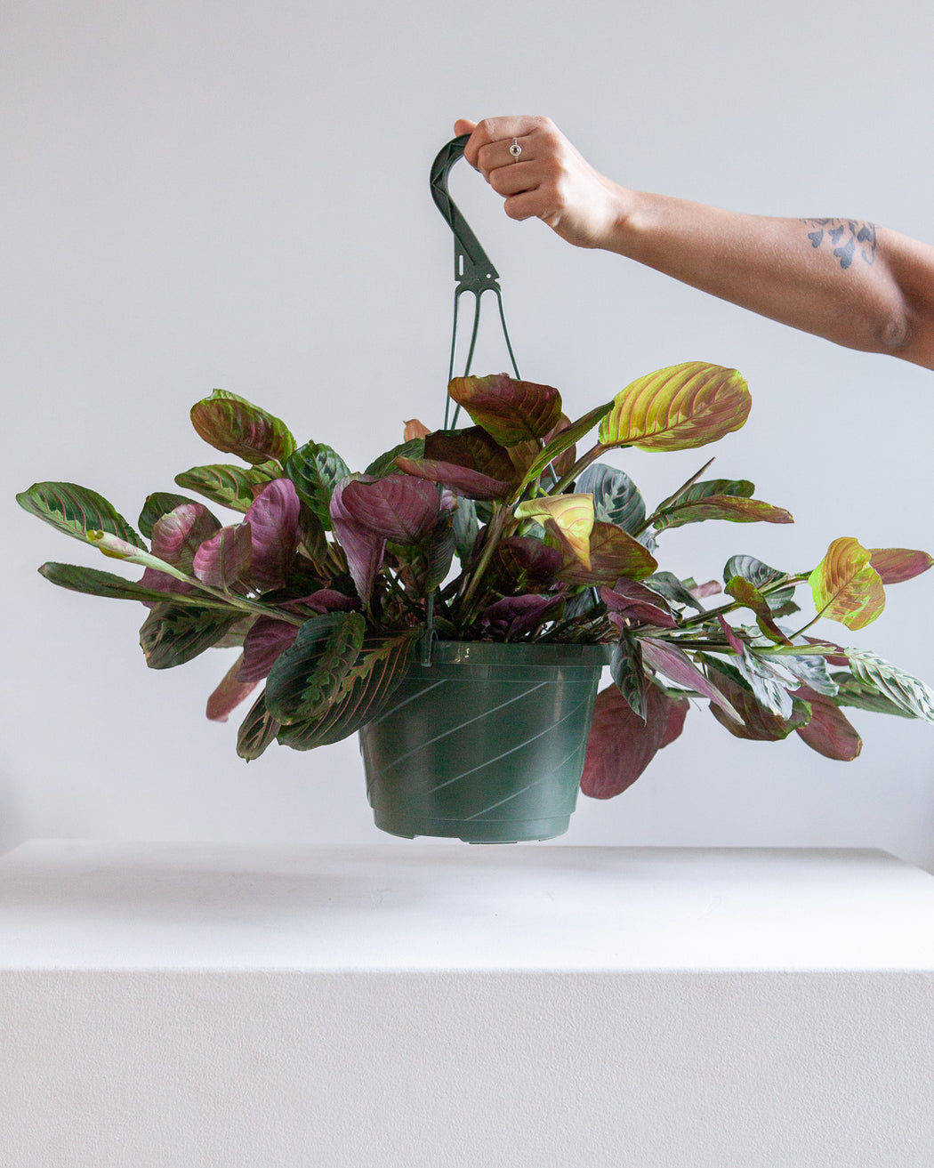 MARANTA RED 8" HANGING BASKET