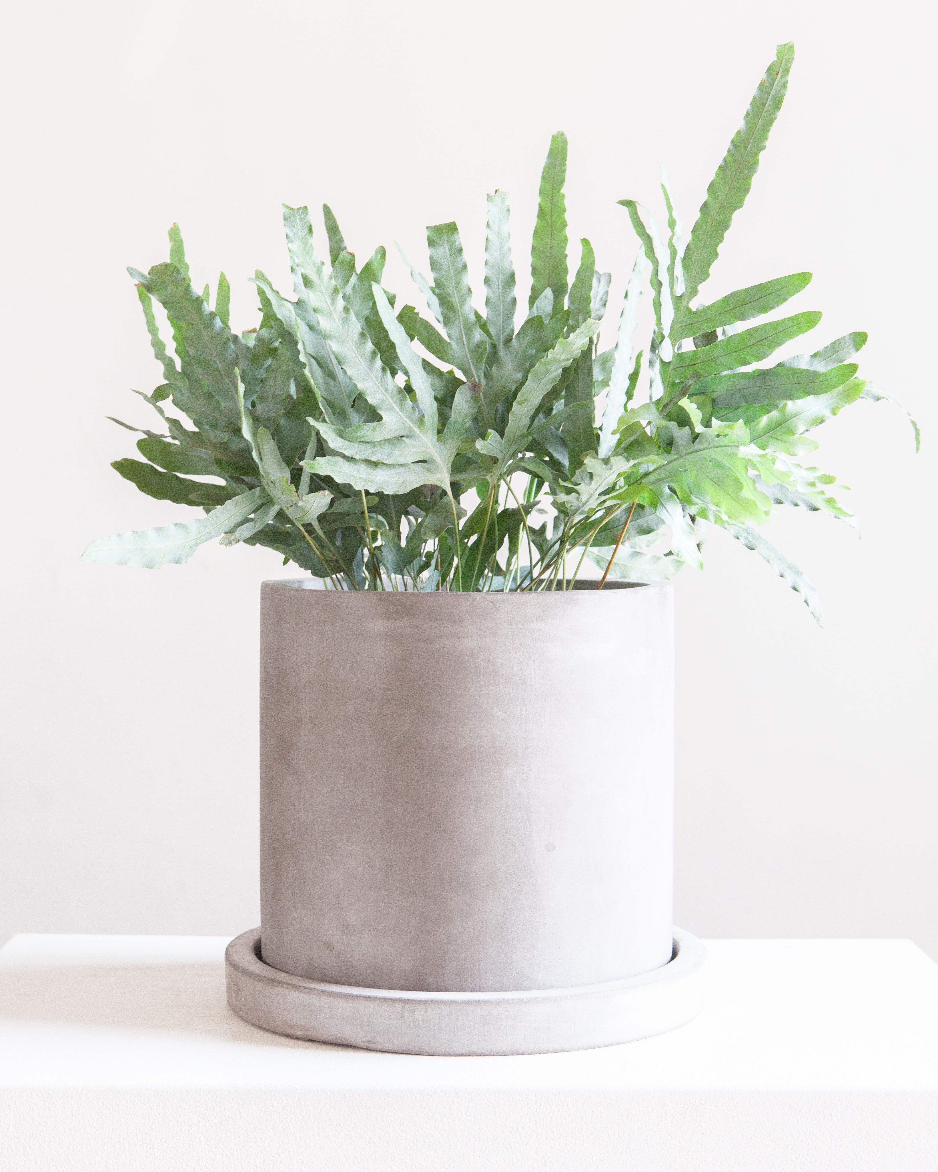 Marta Gray Concrete Planter with Drainage and Tray | 10 inch Nursery Pot