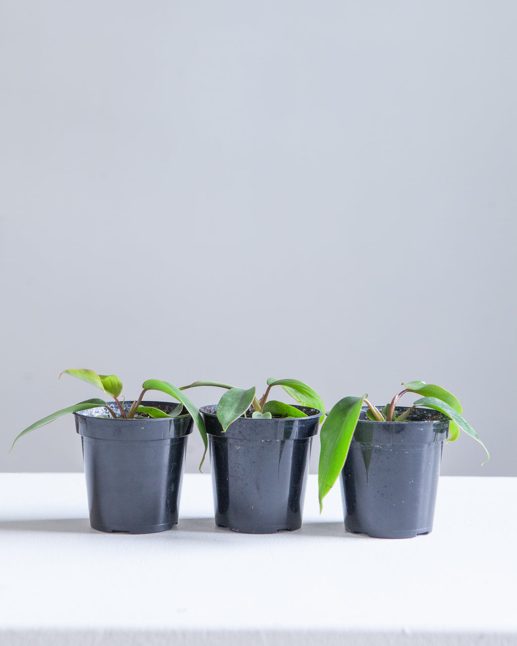 Mayoi: Philodendron ssp. - 4 inch pot