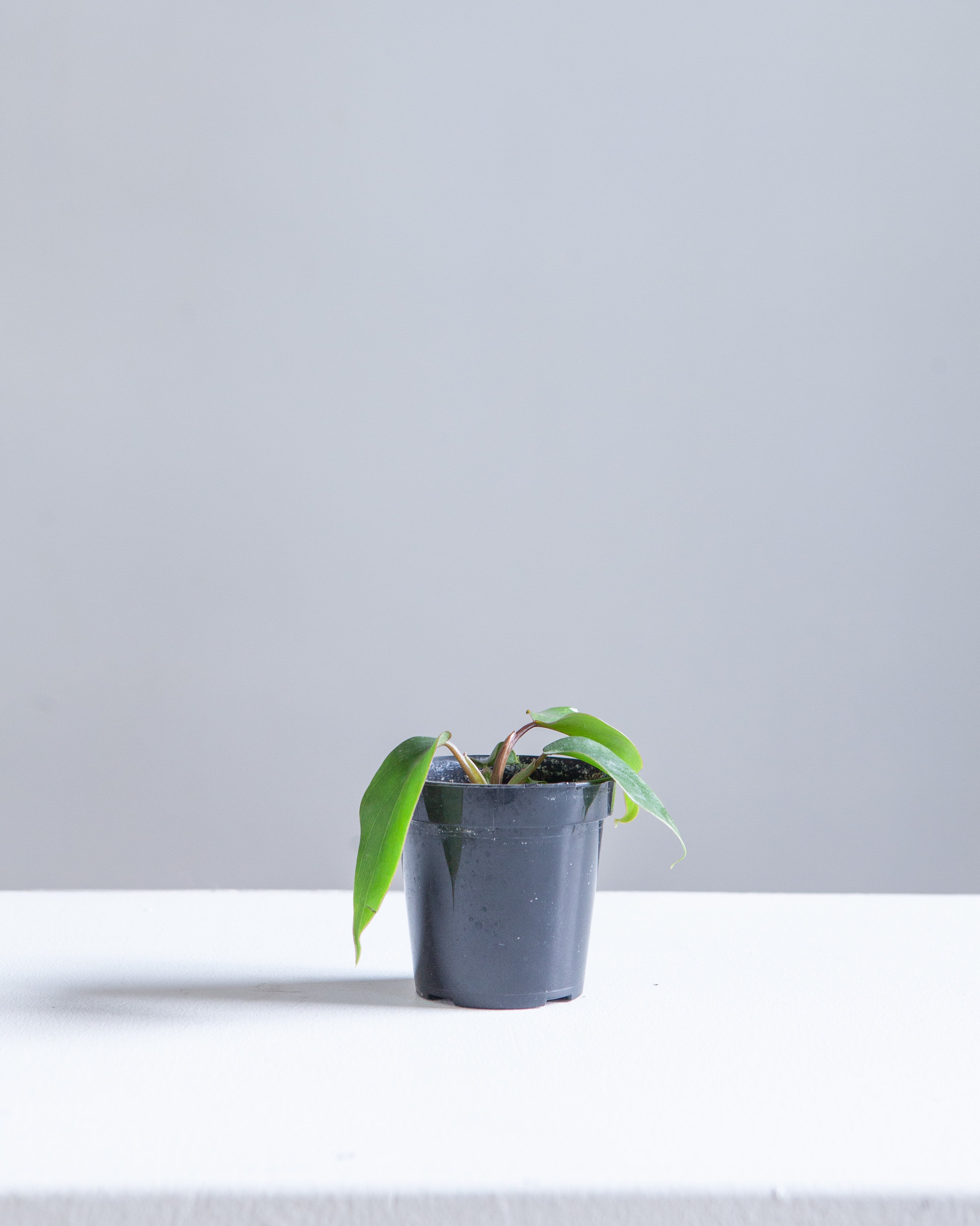 Mayoi: Philodendron ssp. - 4 inch pot