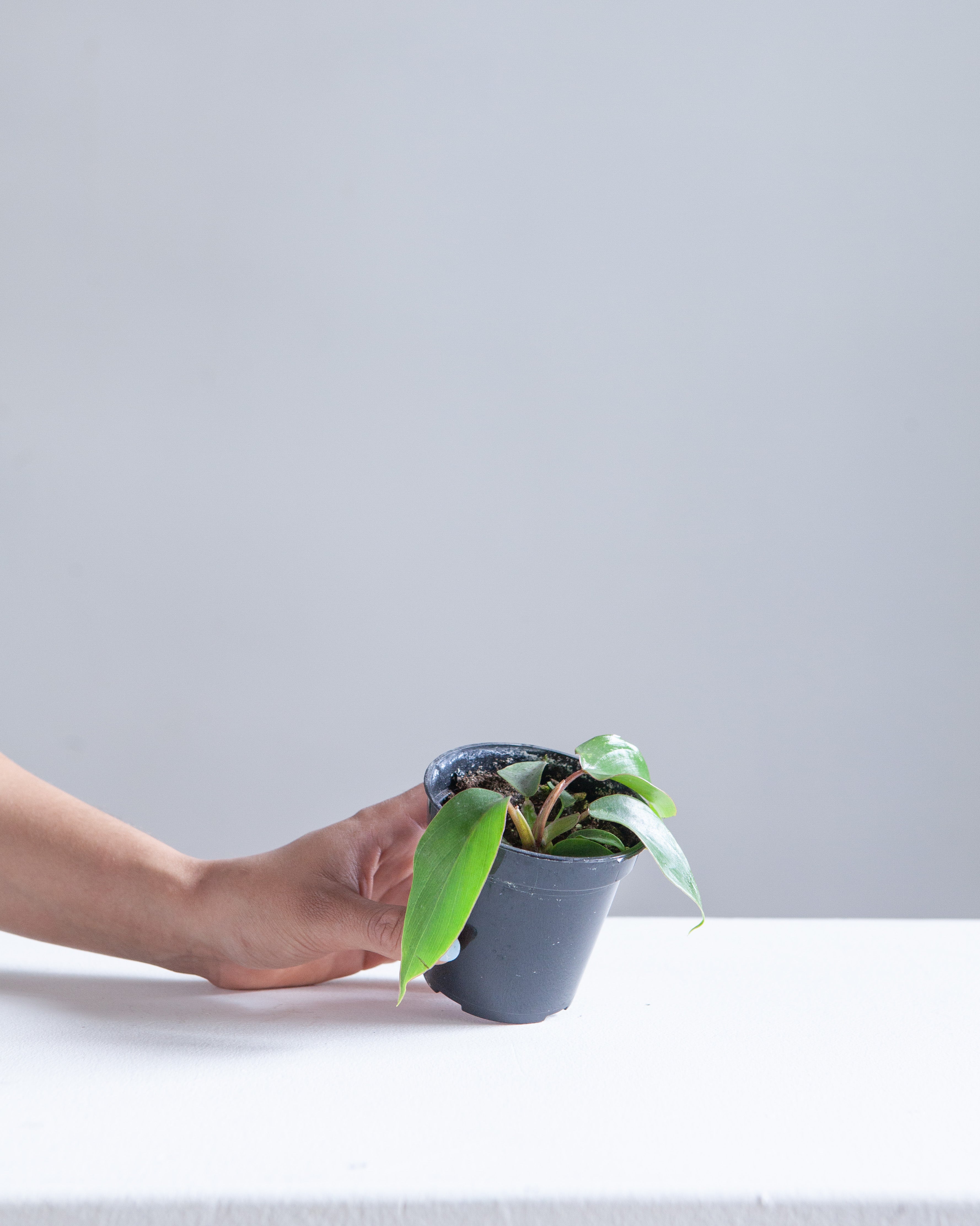 Mayoi: Philodendron ssp. - 4 inch pot