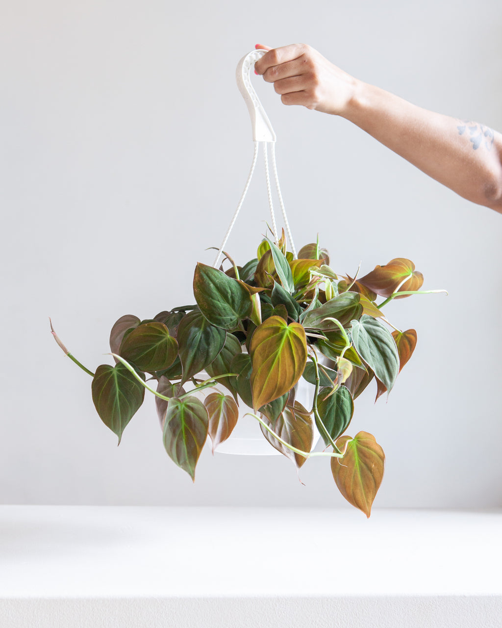 Velvet Leaf: Philodendron micans - 8 inch hanging basket