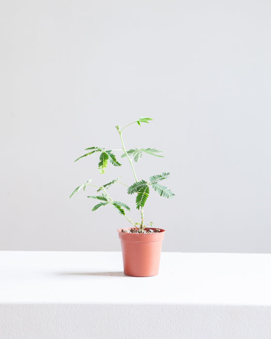 MIMOSA PUDICA 'SENSITIVE PLANT' Small 4" Grower Pot