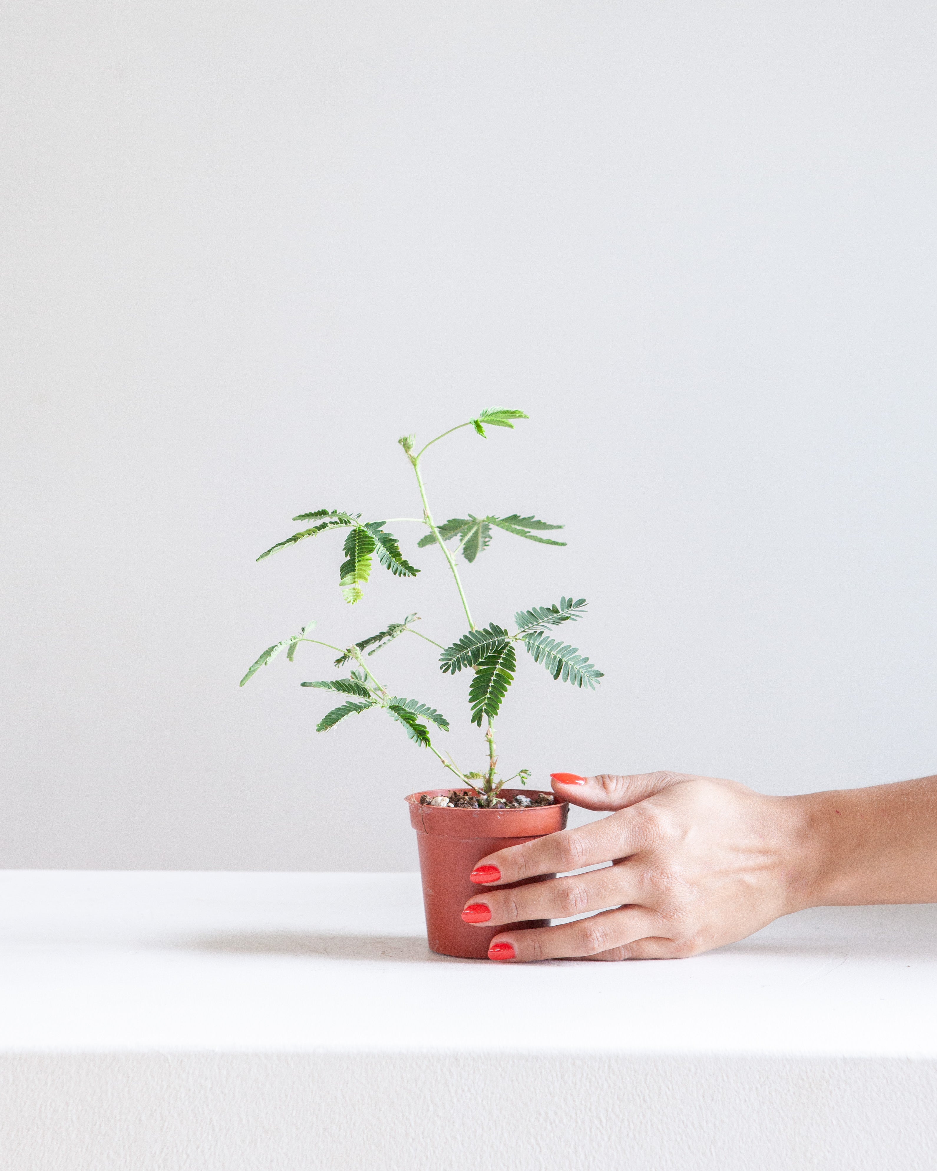 Sensitive Plant: Mimosa pudica - 4 inch pot