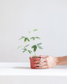  MIMOSA PUDICA 'SENSITIVE PLANT' Small 4" Grower Pot