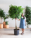 FICUS MOCLAME 17 Inch. Grower Pot (6'- 7' tall)