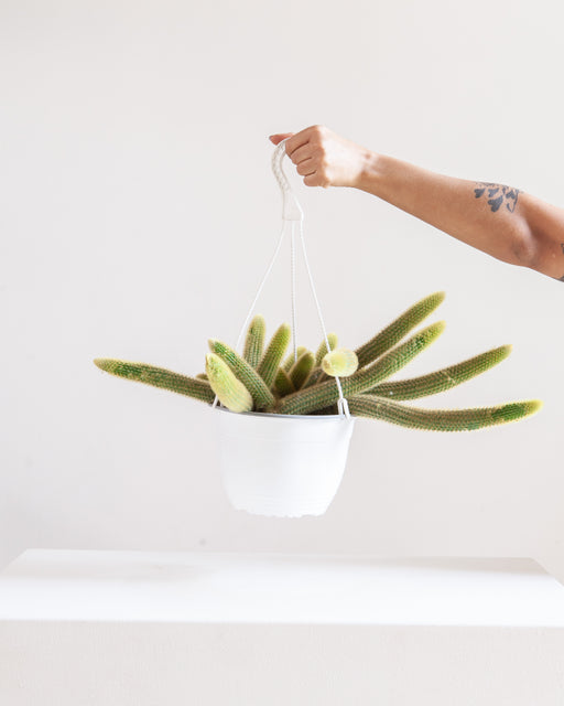 8" HANGING BASKET GOLDEN 'MONKEY TAIL' CACTUS