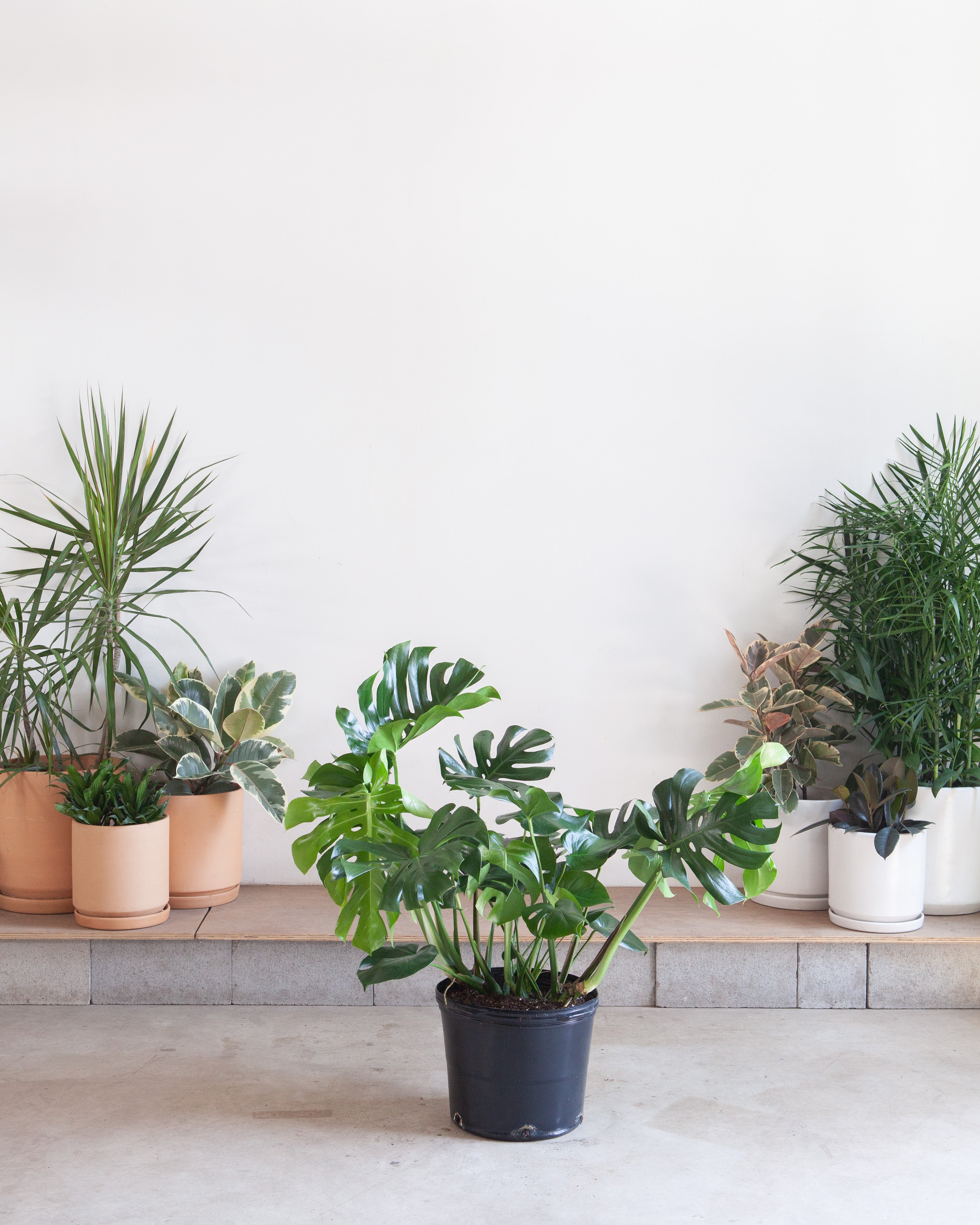 Swiss Cheese Plant: Monstera deliciosa - 14 inch pot - 3-4 foot tall