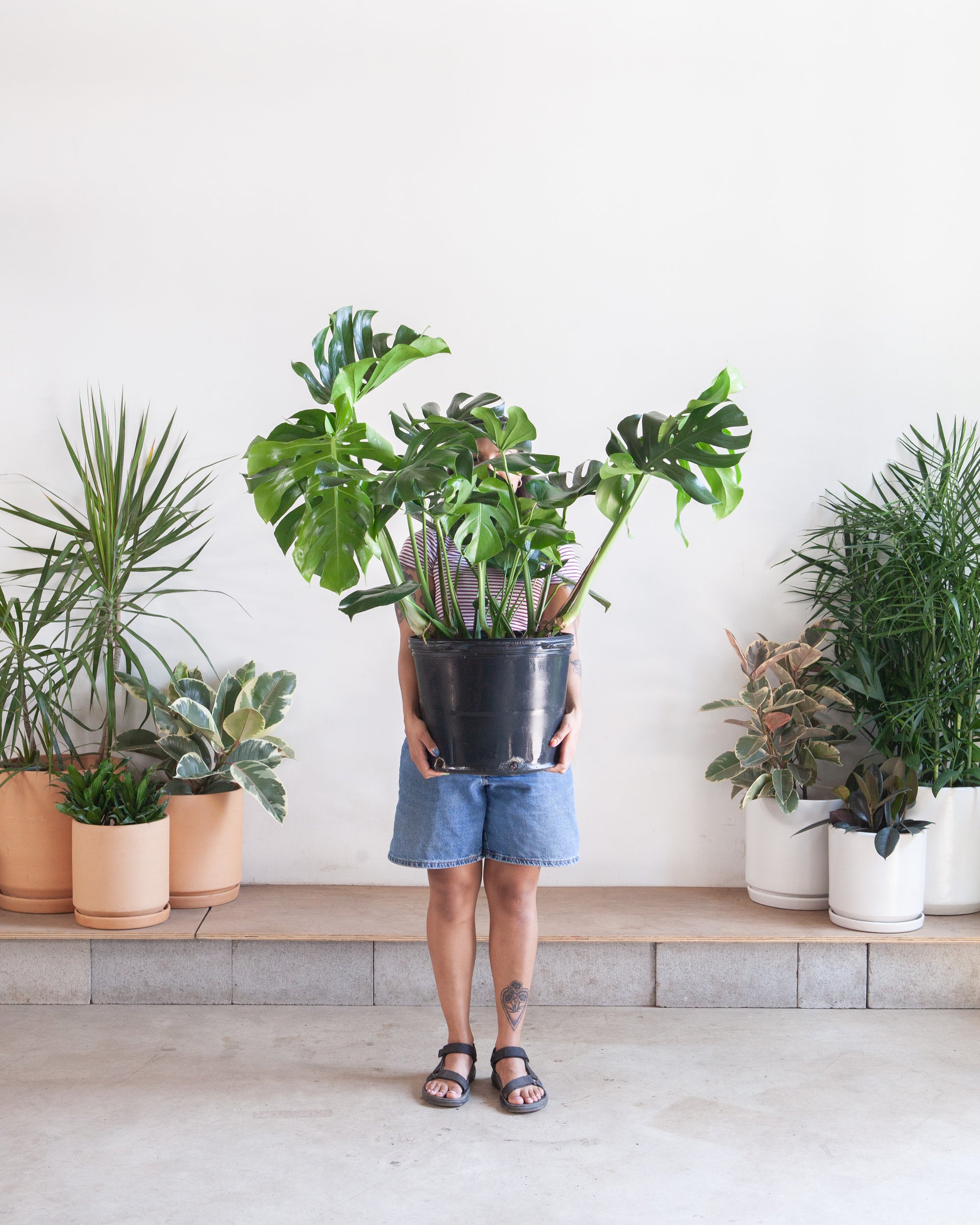 Swiss Cheese Plant: Monstera deliciosa - 14 inch pot