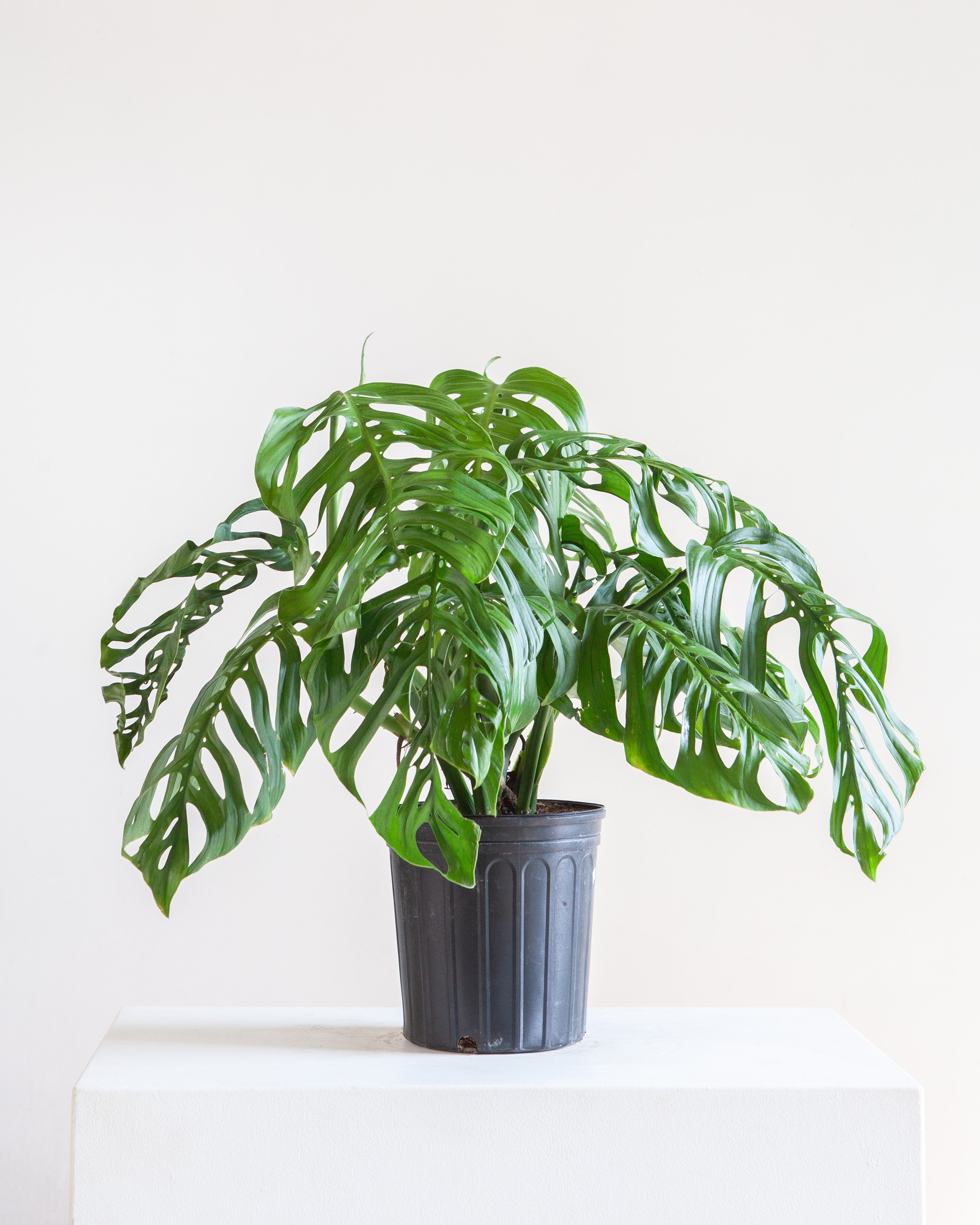 Esqueleto: Monstera epipremnoides - 10 inch pot - 2-3 foot tall