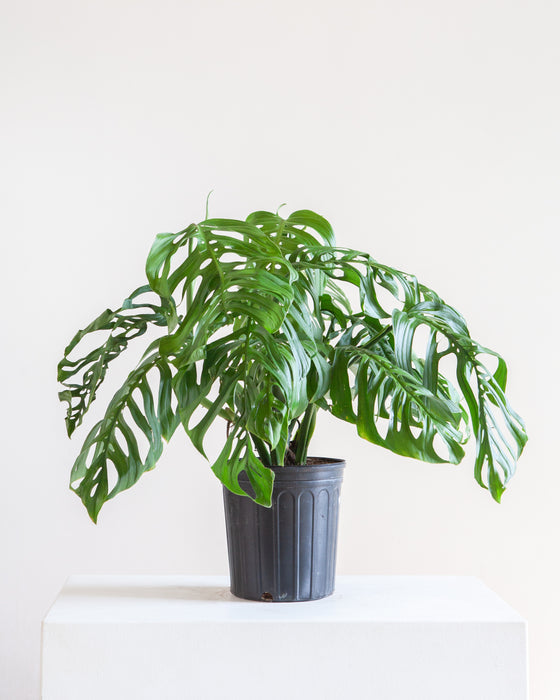 MONSTERA ESQUELETO 10" Grower Pot *COLLECTOR PLANT*