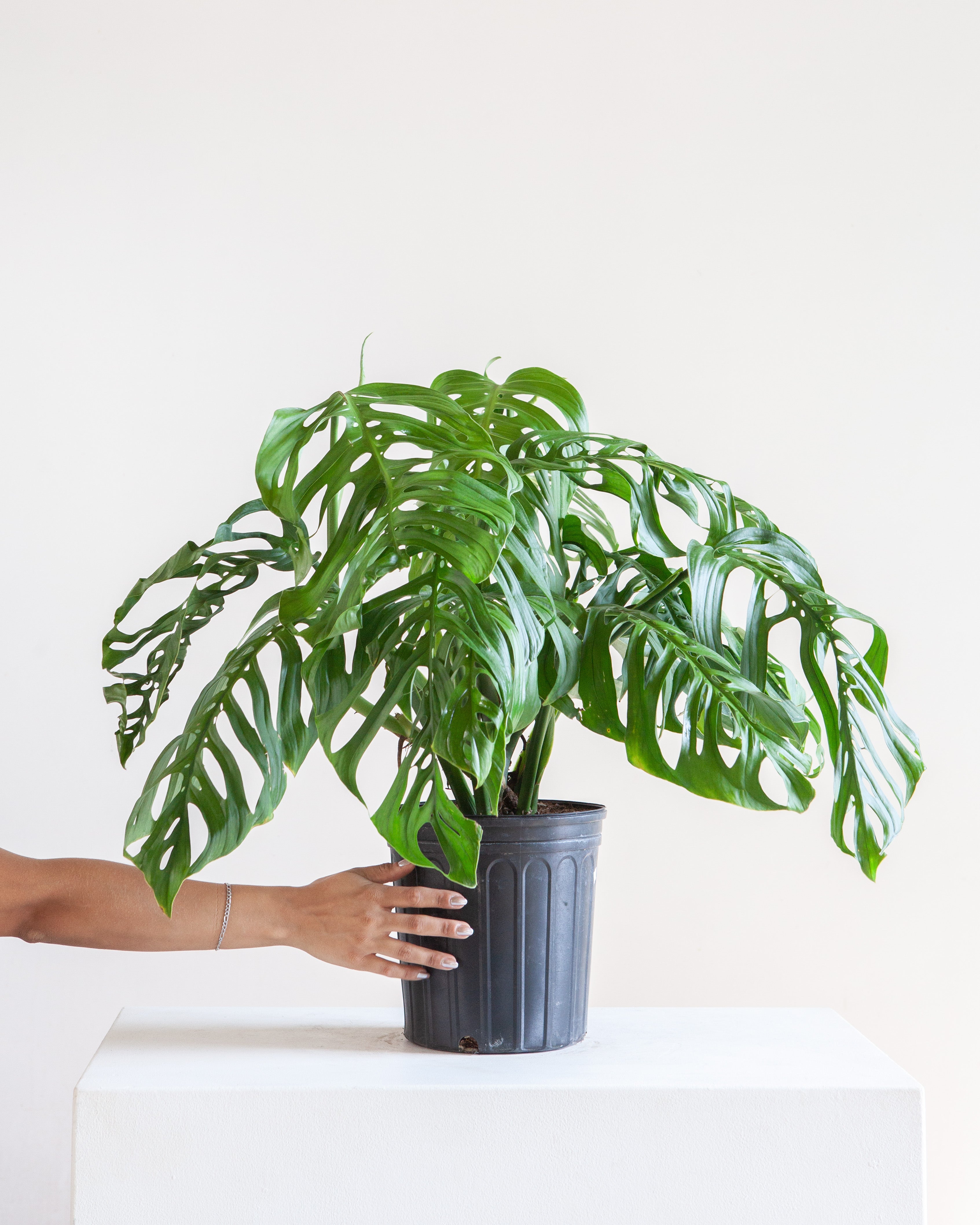 Esqueleto: Monstera epipremnoides - 10 inch pot - 2-3 foot tall