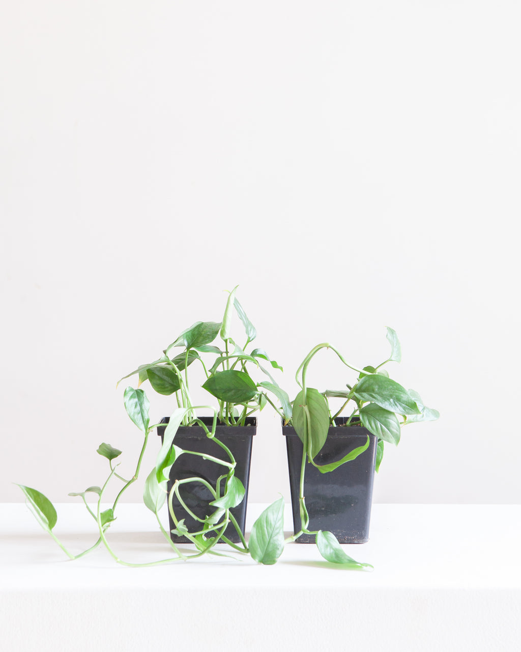 MONSTERA ACACOYAGUENSIS 4" Square Grower Pot *COLLECTOR PLANT*