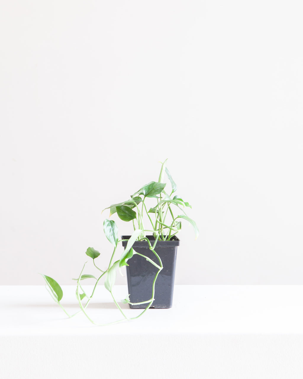 MONSTERA ACACOYAGUENSIS 4" Square Grower Pot *COLLECTOR PLANT*