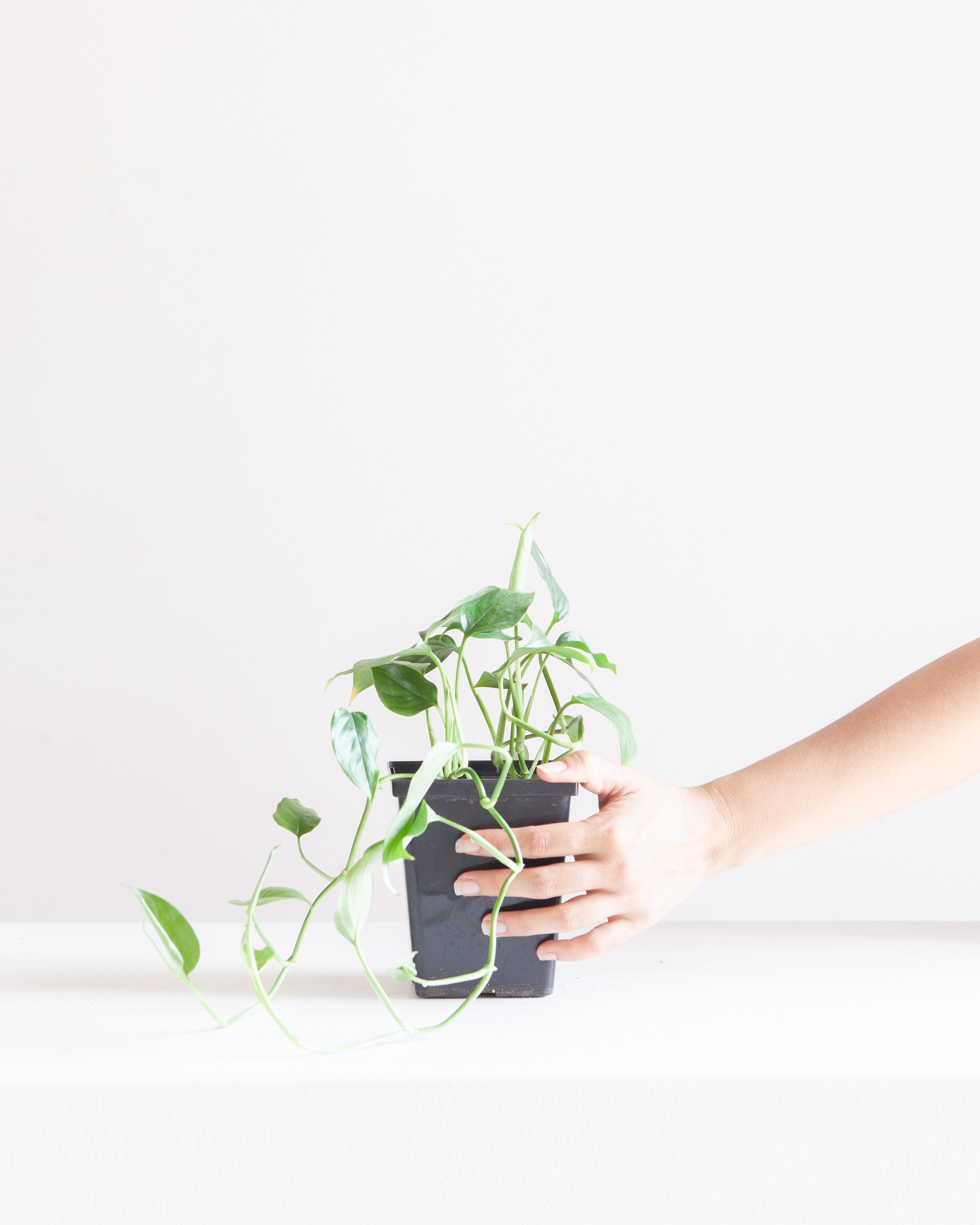 MONSTERA ACACOYAGUENSIS 4" Square Grower Pot *COLLECTOR PLANT*