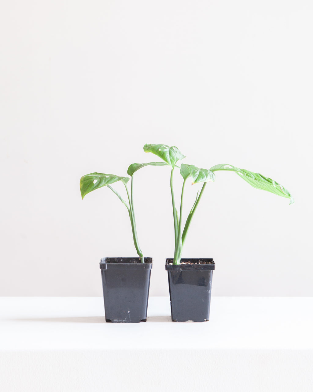 MONSTERA ESQUELETO 3.5" Square Grower Pot *COLLECTOR PLANT*