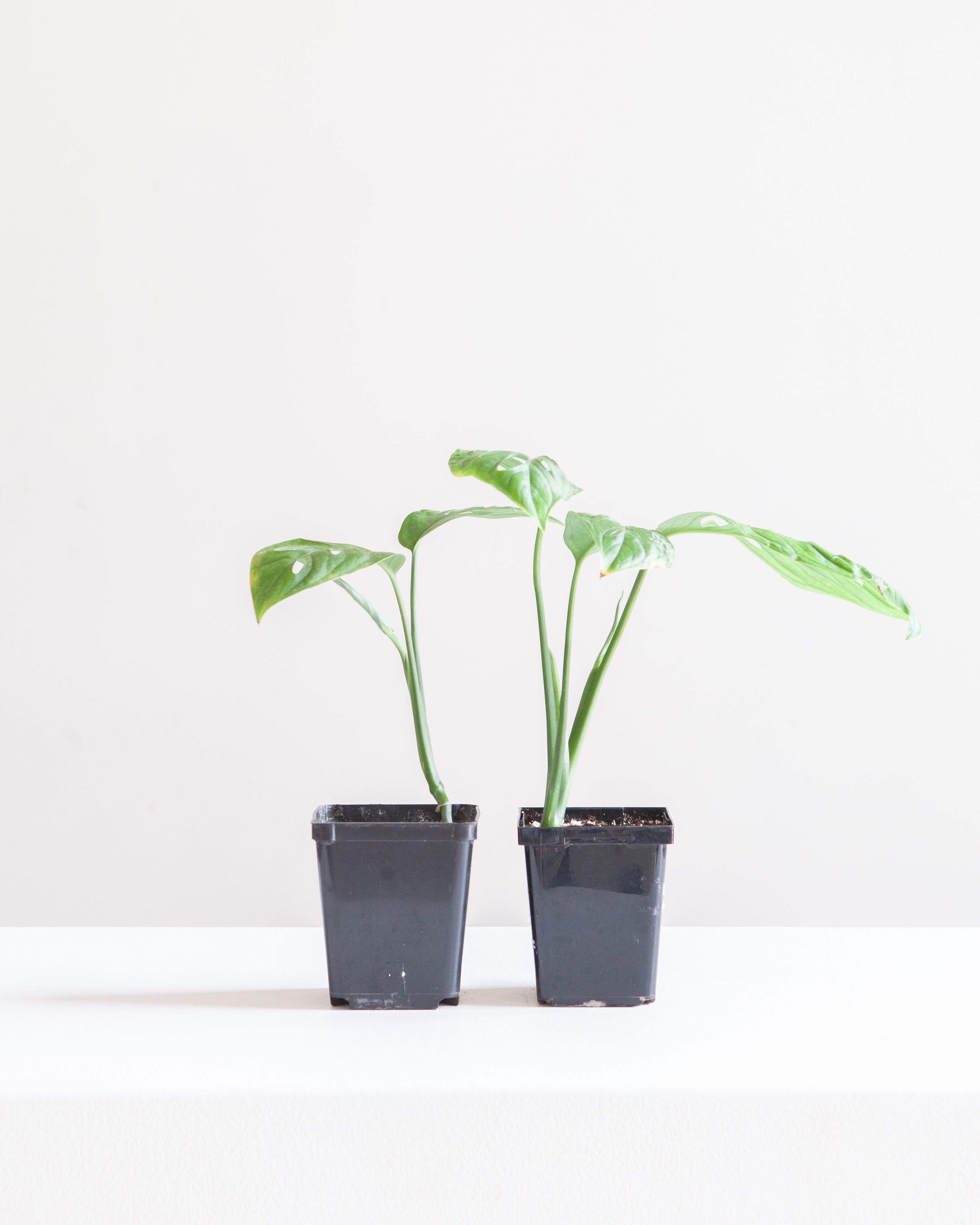 MONSTERA ESQUELETO 3.5" Square Grower Pot *COLLECTOR PLANT*